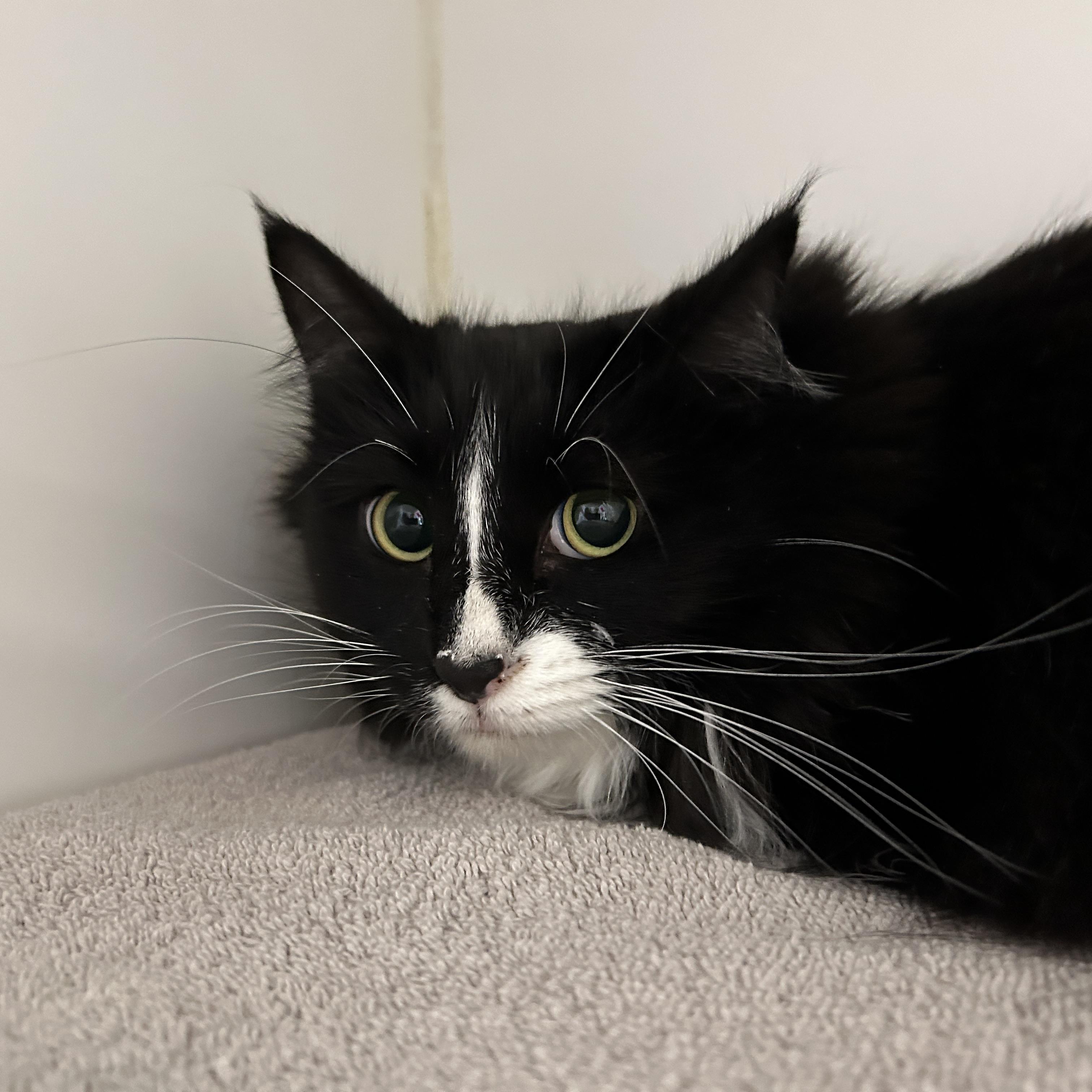 Enlarge Teddy & Kate Pierce, a ADOPTABLE Domestic Medium Hair in La Grange Park, IL image 3/6