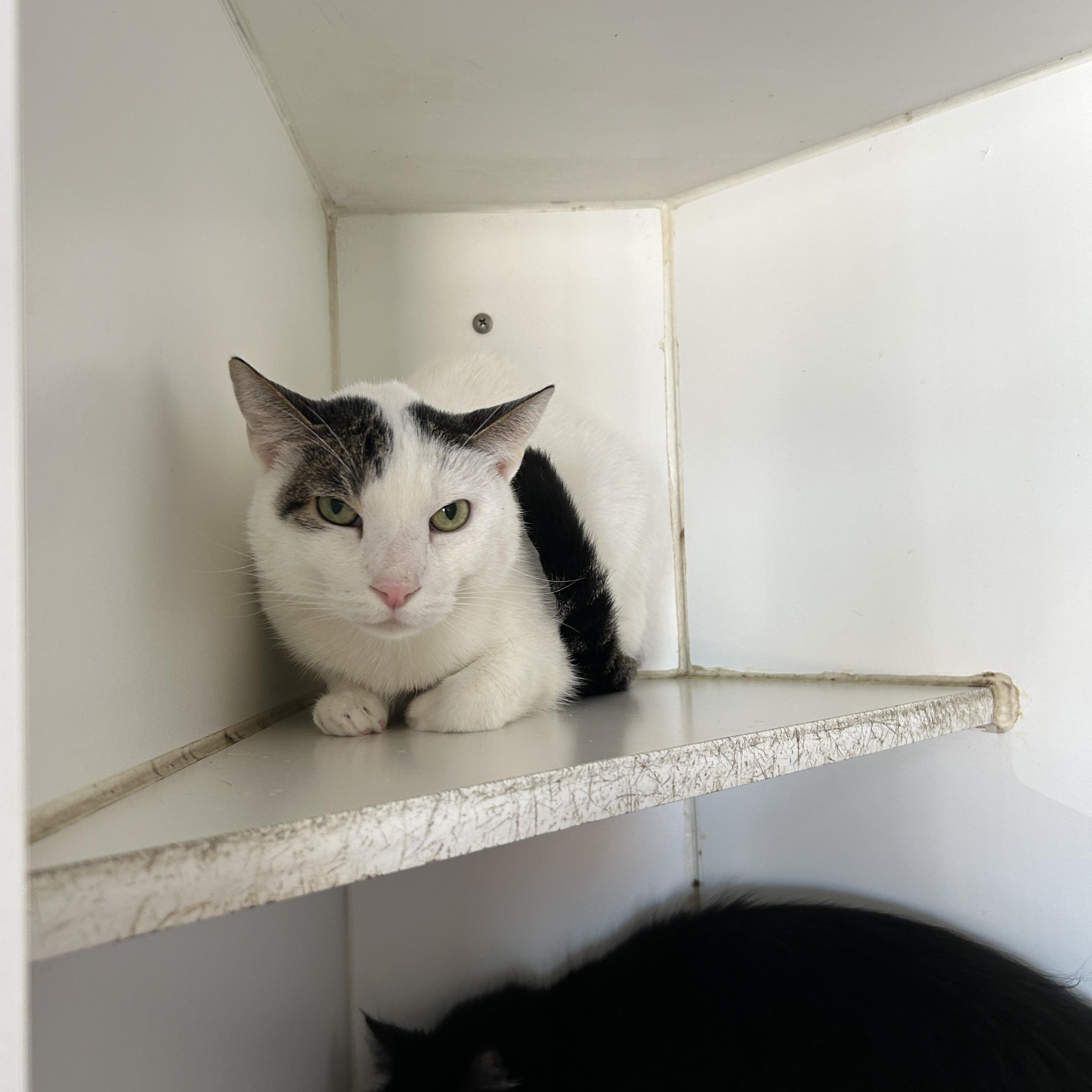 Enlarge Teddy & Kate Pierce, a ADOPTABLE Domestic Medium Hair in La Grange Park, IL image 3/5