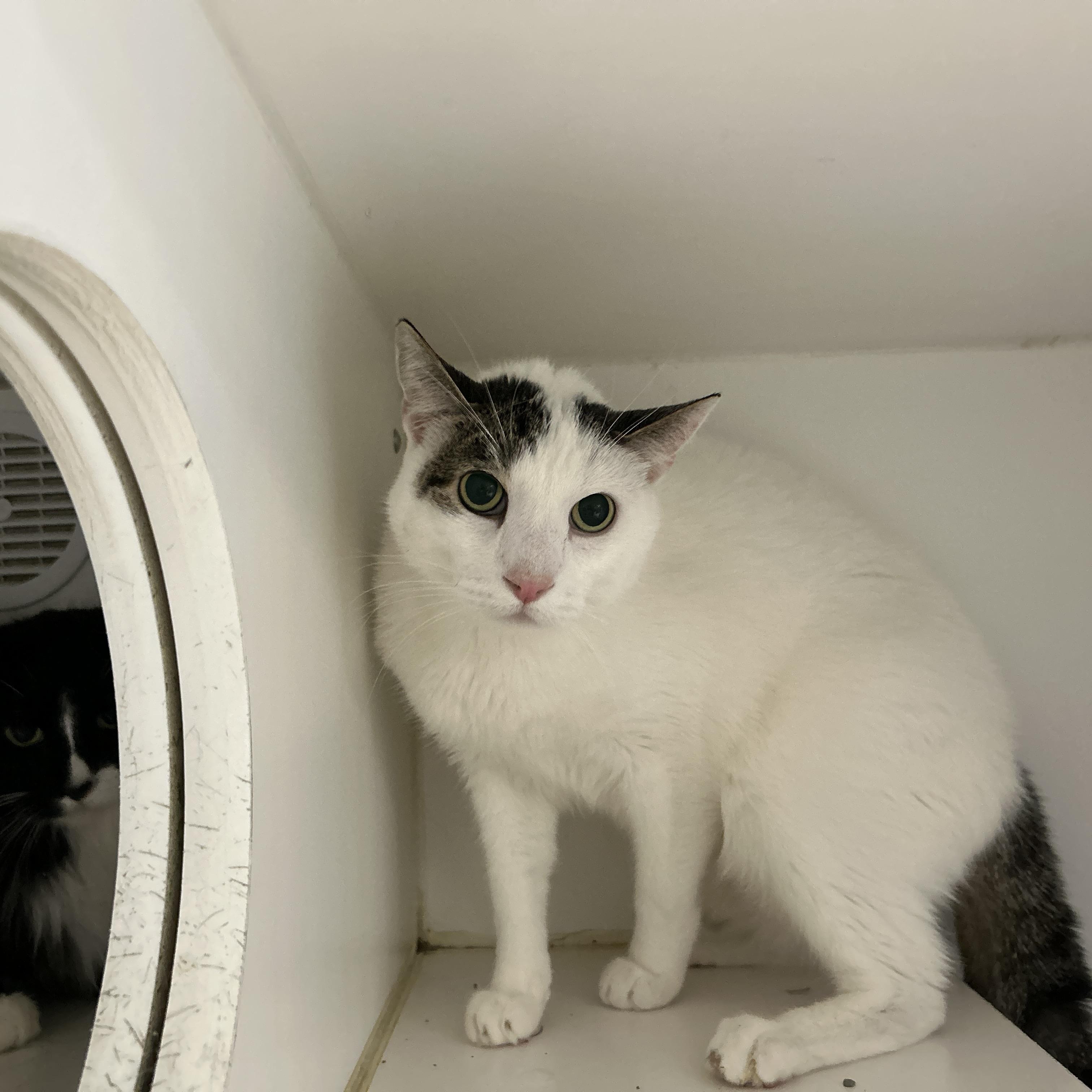 Enlarge Teddy & Kate Pierce, a ADOPTABLE Domestic Medium Hair in La Grange Park, IL image 4/6