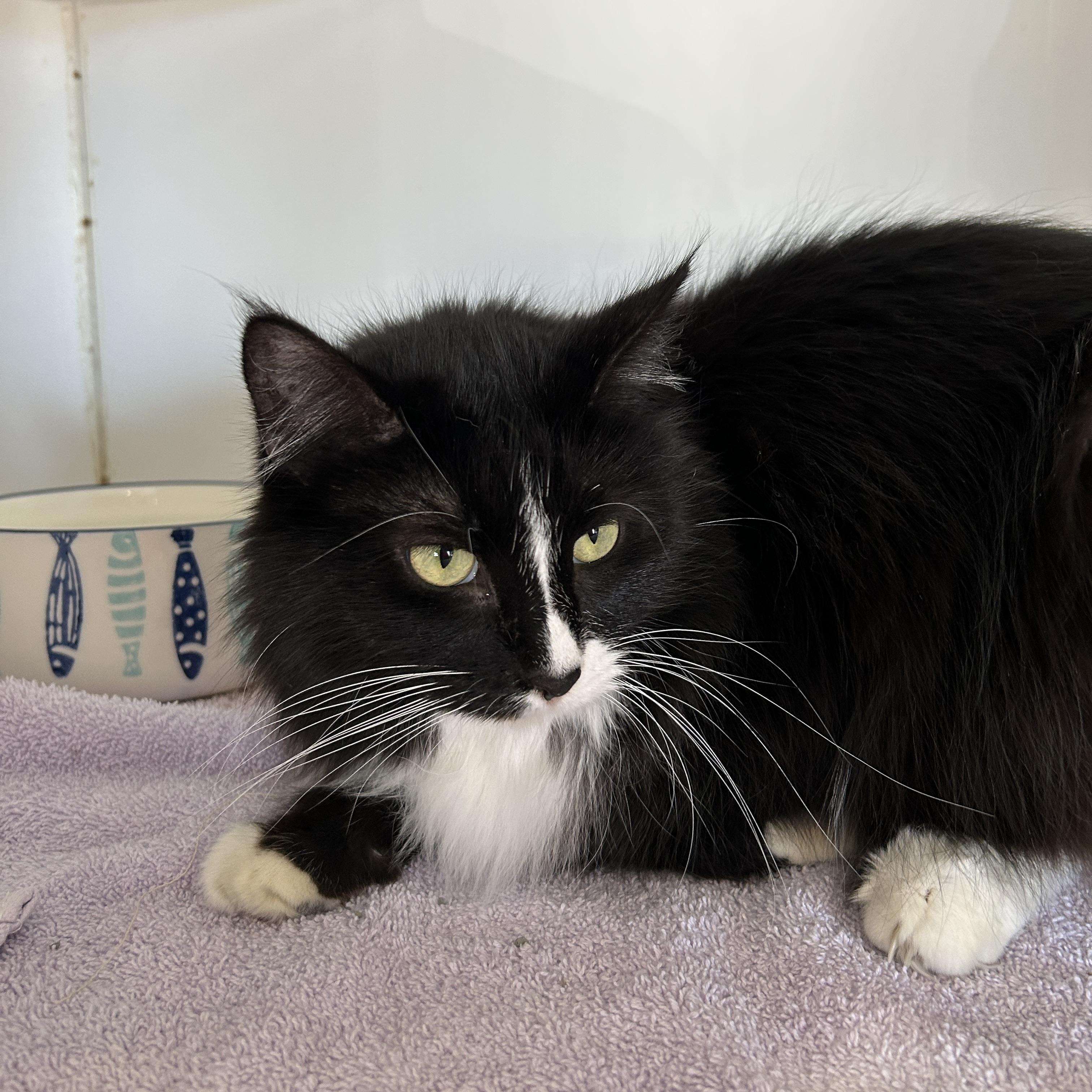 Enlarge Teddy & Kate Pierce, a ADOPTABLE Domestic Medium Hair in La Grange Park, IL image 5/5