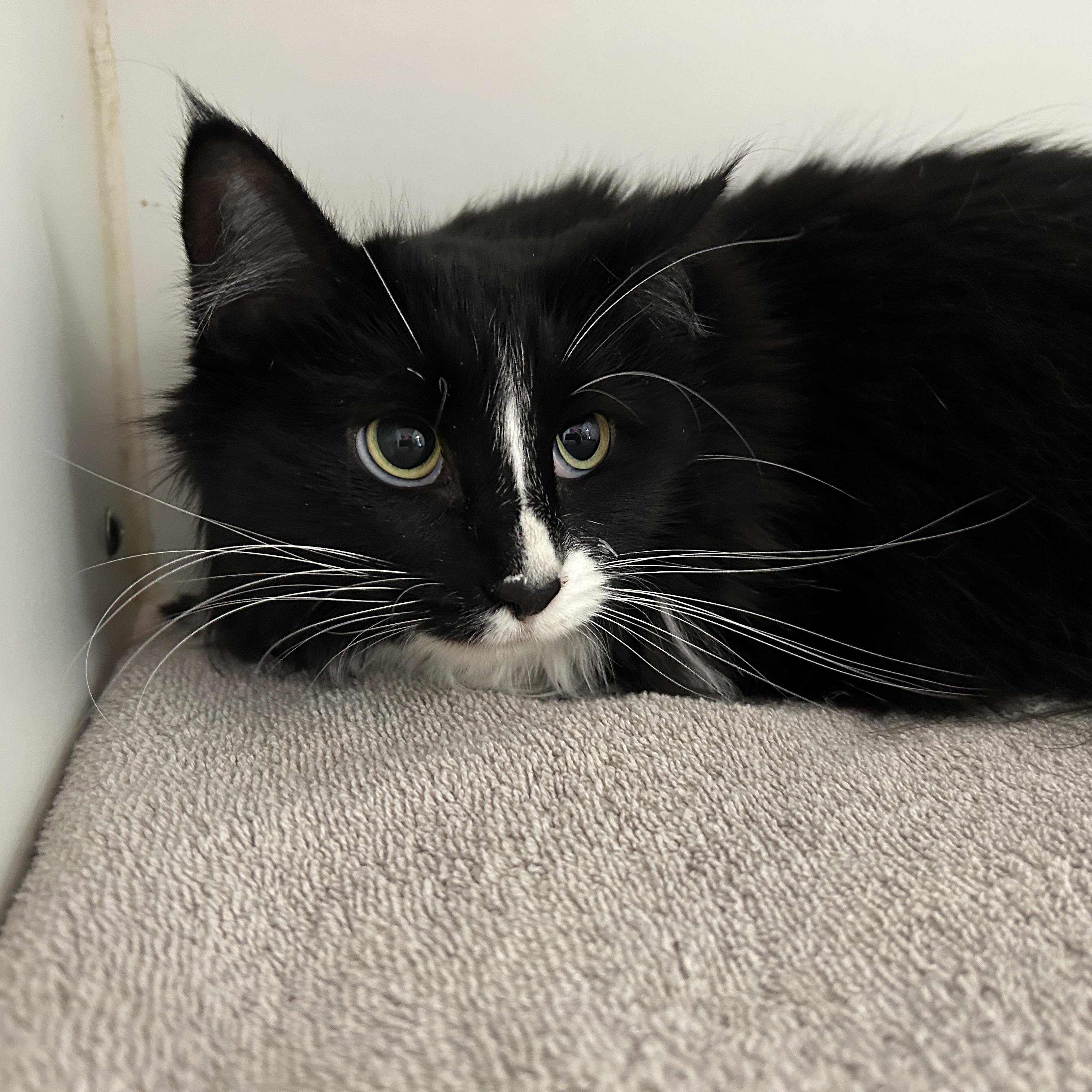 Enlarge Teddy & Kate Pierce, a ADOPTABLE Domestic Medium Hair in La Grange Park, IL image 5/6