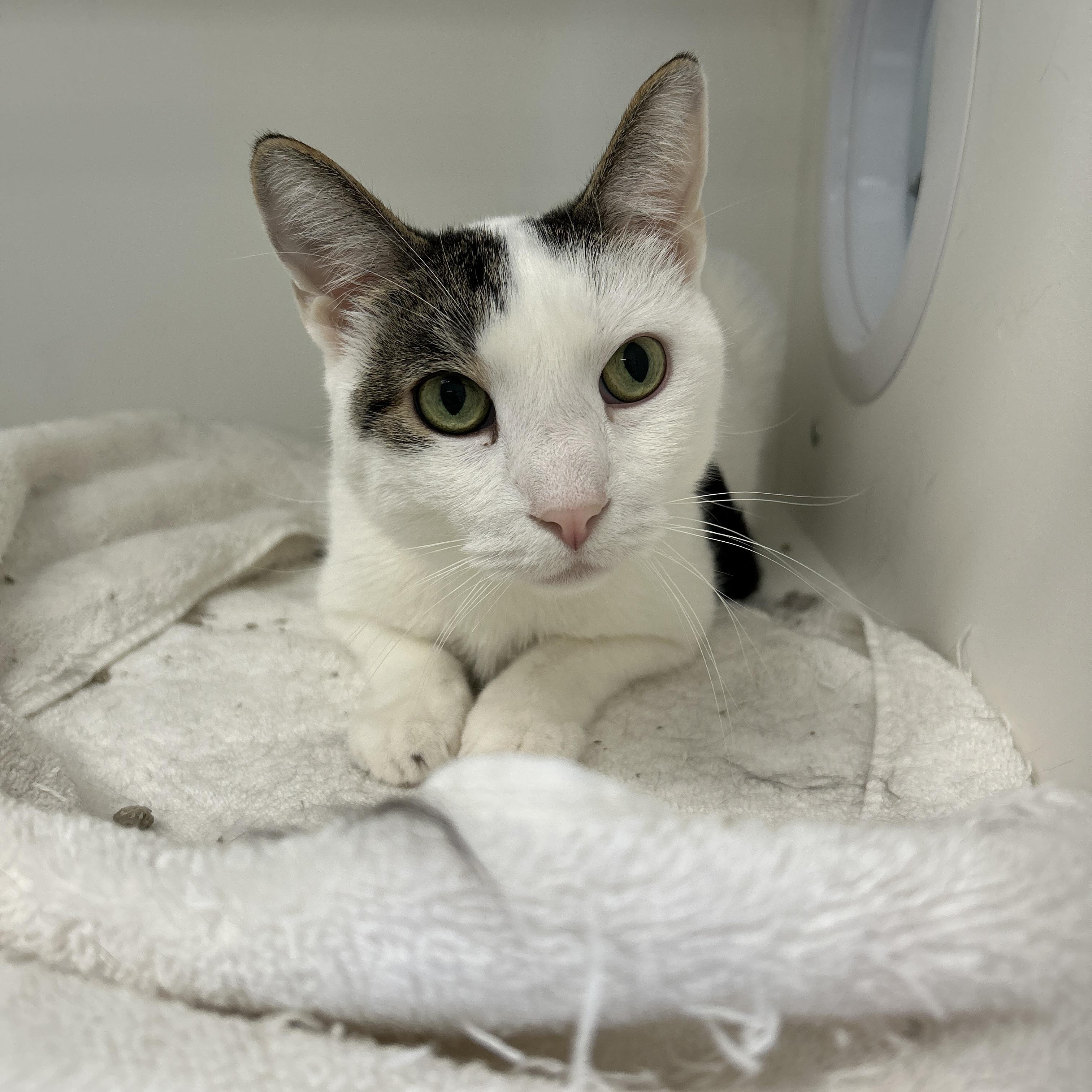 Enlarge Teddy & Kate Pierce (Bonded), a ADOPTABLE Domestic Medium Hair in La Grange Park, IL image 1/6
