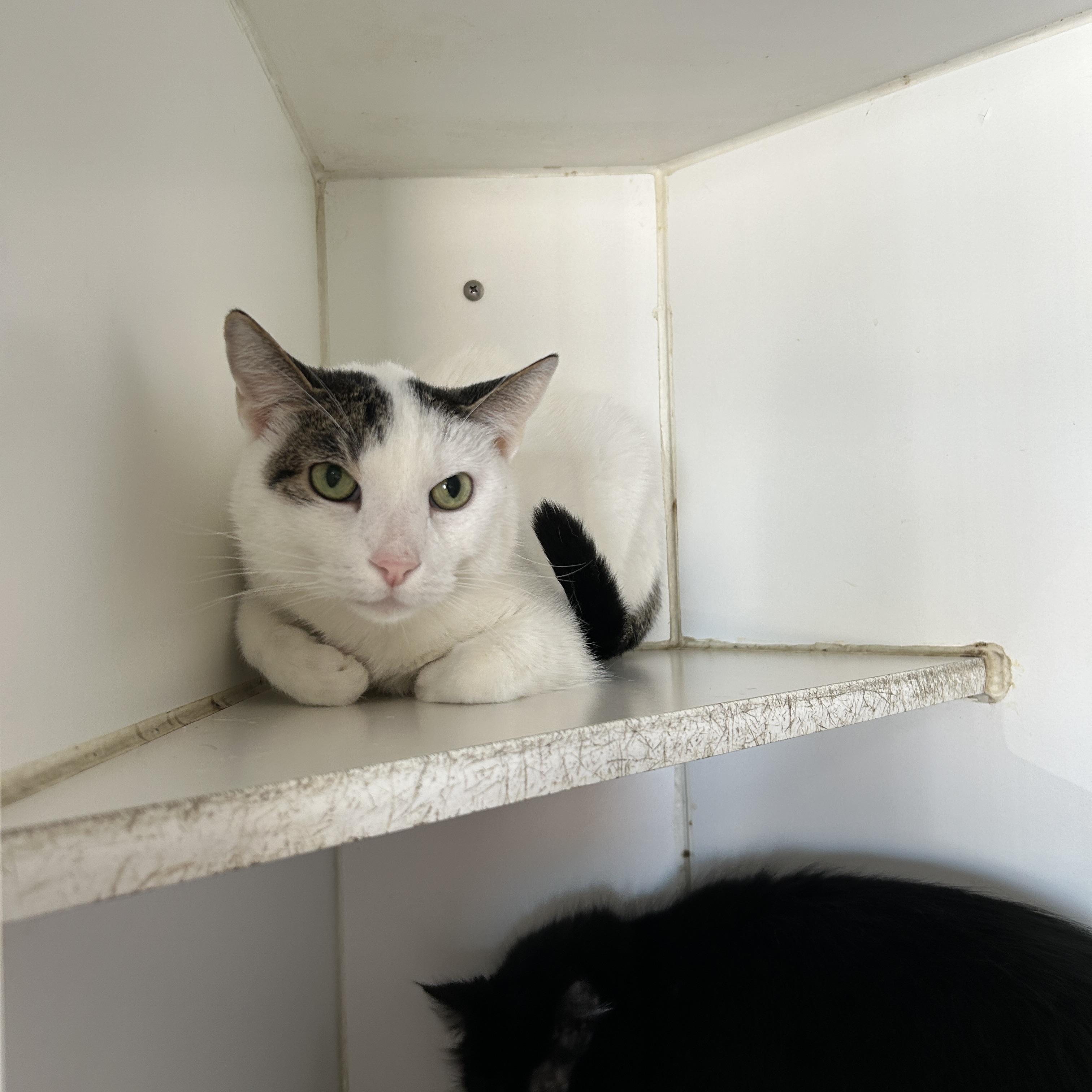 Teddy & Kate Pierce, ADOPTABLE, Adult Male Domestic Medium Hair.