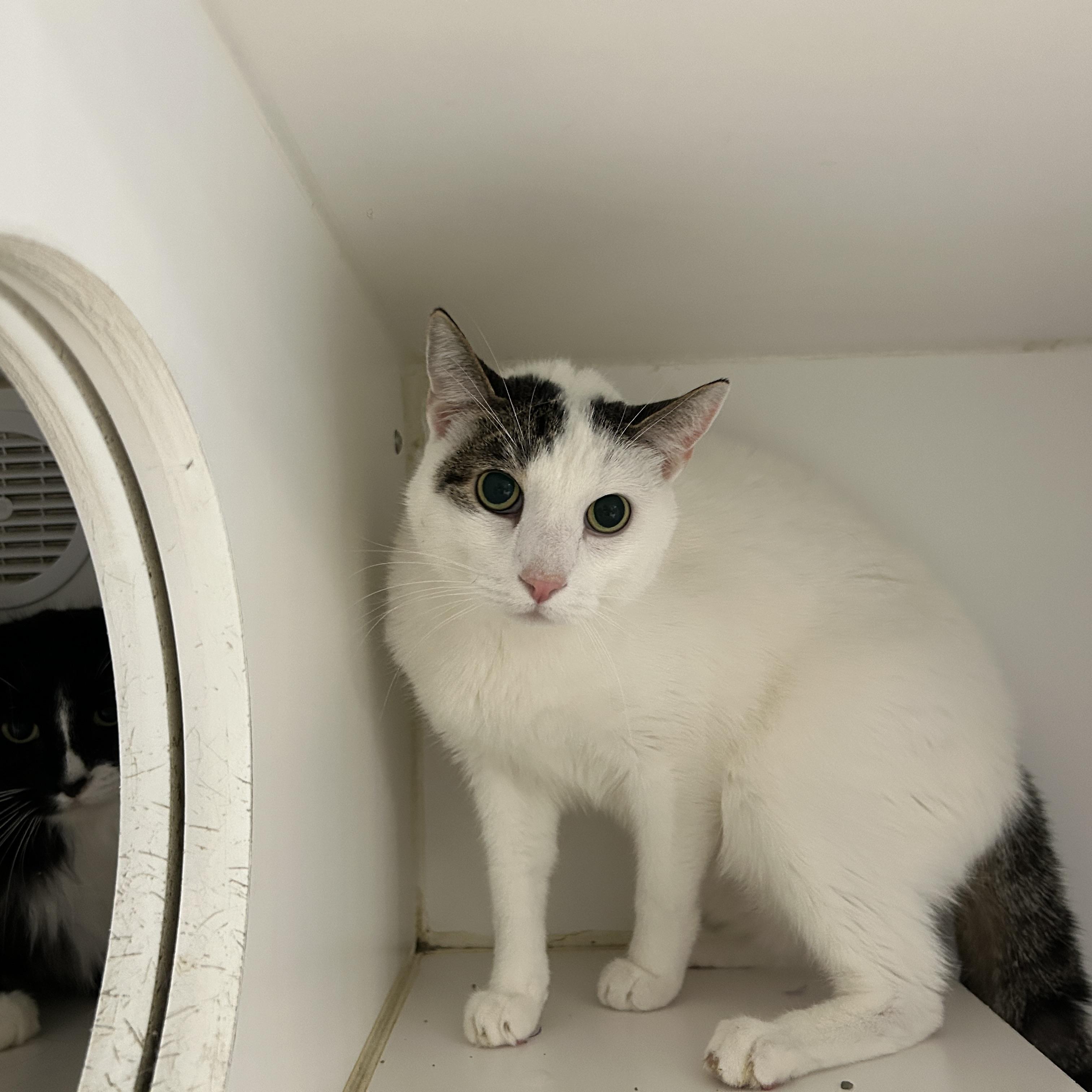 Enlarge Teddy & Kate Pierce, a ADOPTABLE Domestic Medium Hair in La Grange Park, IL image 6/6