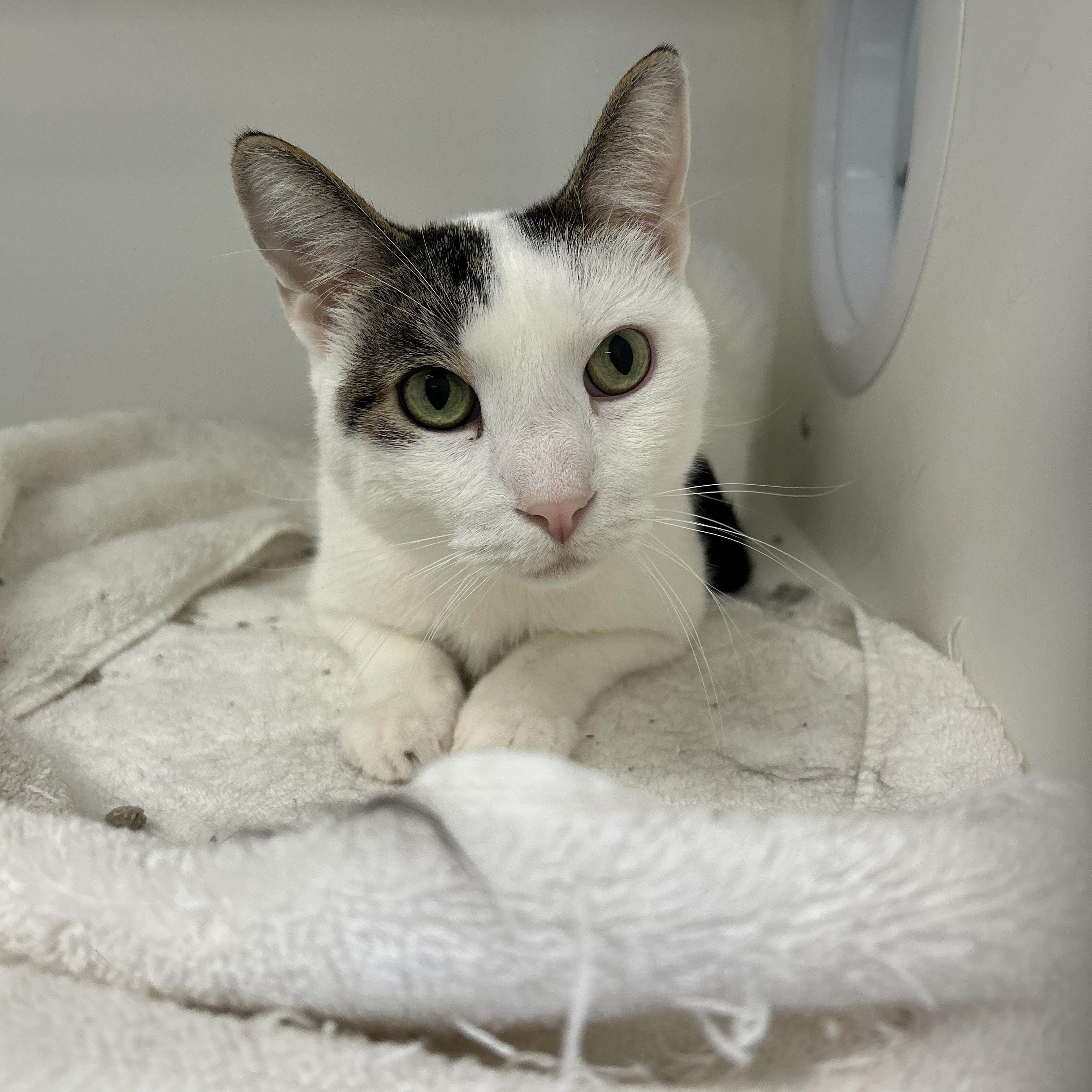 Enlarge Teddy & Kate Pierce (Bonded), a ADOPTABLE Domestic Medium Hair in La Grange Park, IL image 6/6