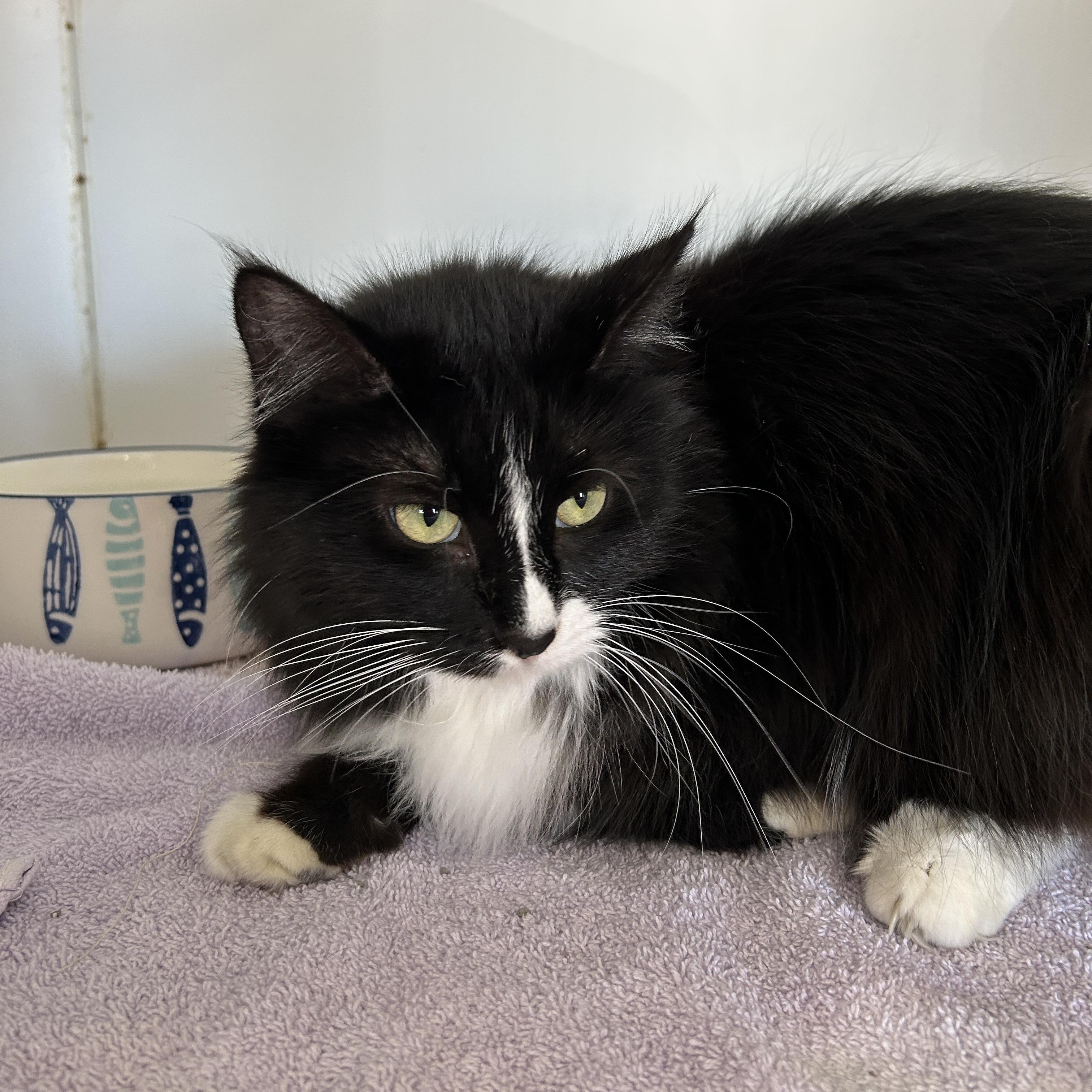 Enlarge Teddy & Kate Pierce, a ADOPTABLE Domestic Medium Hair in La Grange Park, IL image 2/5