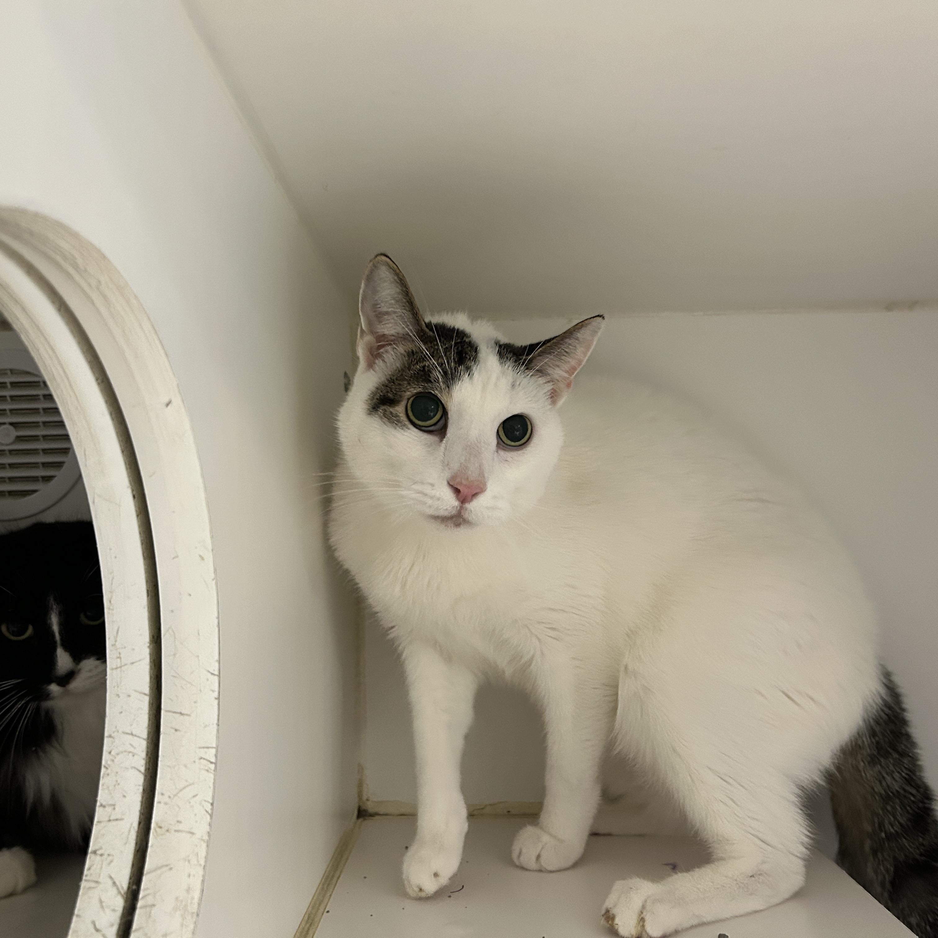 Enlarge Teddy & Kate Pierce, a ADOPTABLE Domestic Medium Hair in La Grange Park, IL image 2/6