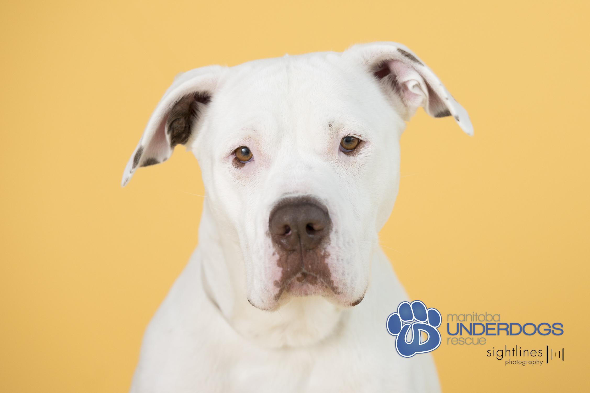 Blue Blue, an adoptable American Bulldog in Winnipeg, MB, R2M 2K2 | Photo Image 2