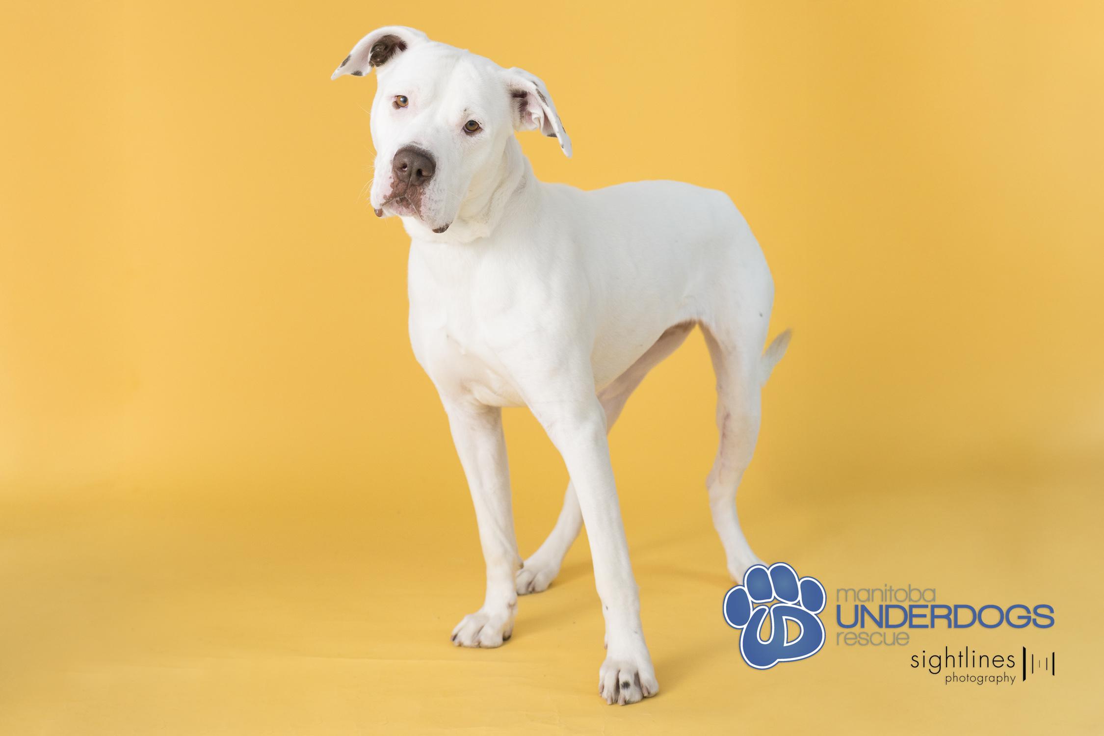 Blue Blue, an adoptable American Bulldog in Winnipeg, MB, R2M 2K2 | Photo Image 1