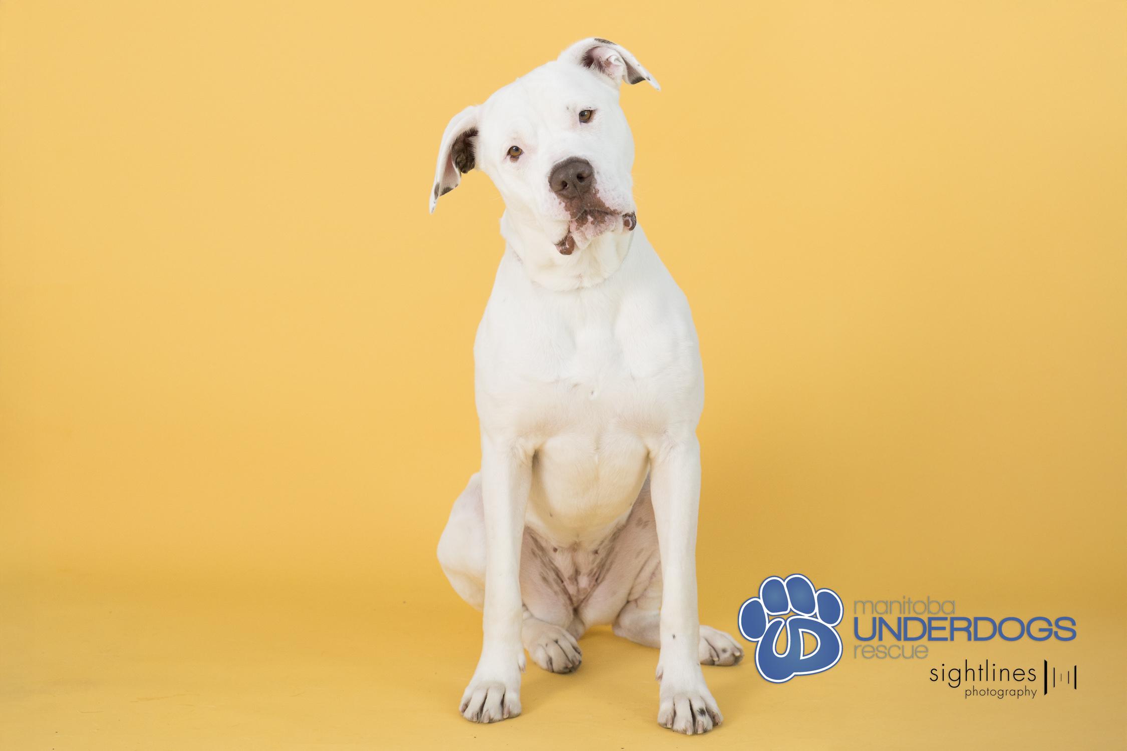 Blue Blue, an adoptable American Bulldog in Winnipeg, MB, R2M 2K2 | Photo Image 3