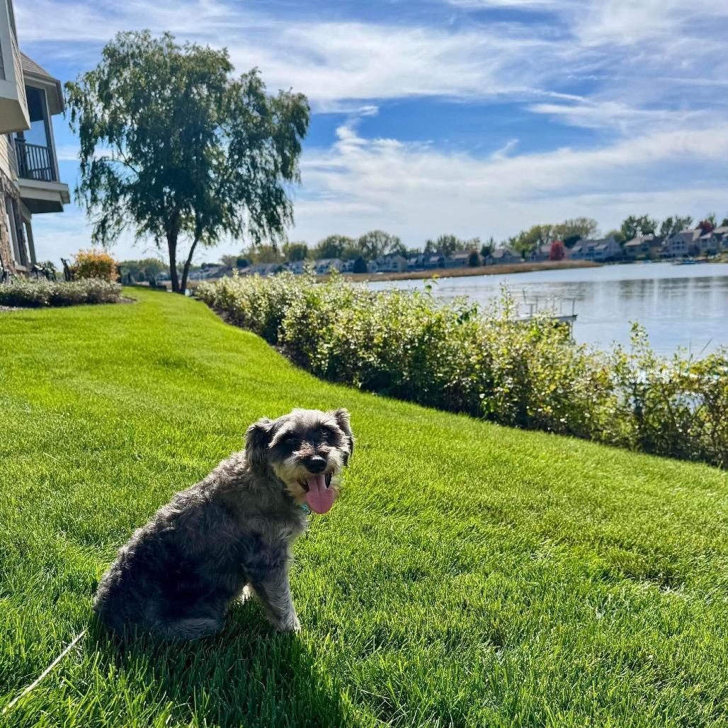 Jesse, Adoptable, Senior Male Miniature Schnauzer.