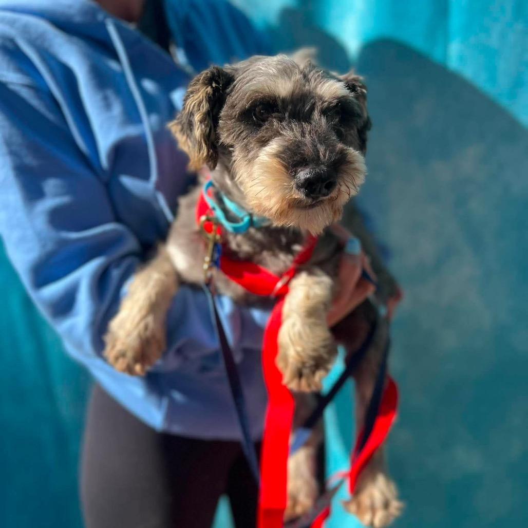 Enlarge Jesse, a Adoptable Miniature Schnauzer in St. Charles, IL image 2/6