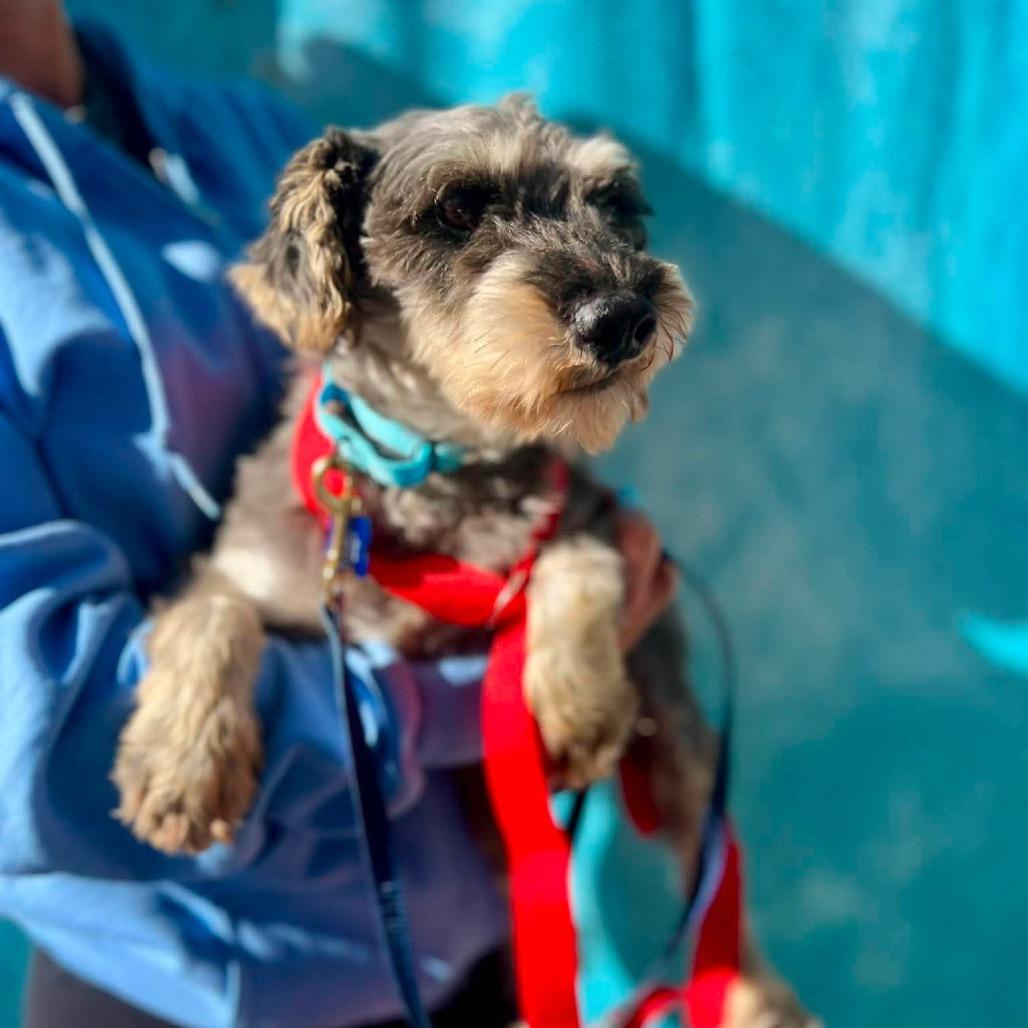 Enlarge Jesse, a Adoptable Miniature Schnauzer in St. Charles, IL image 3/6