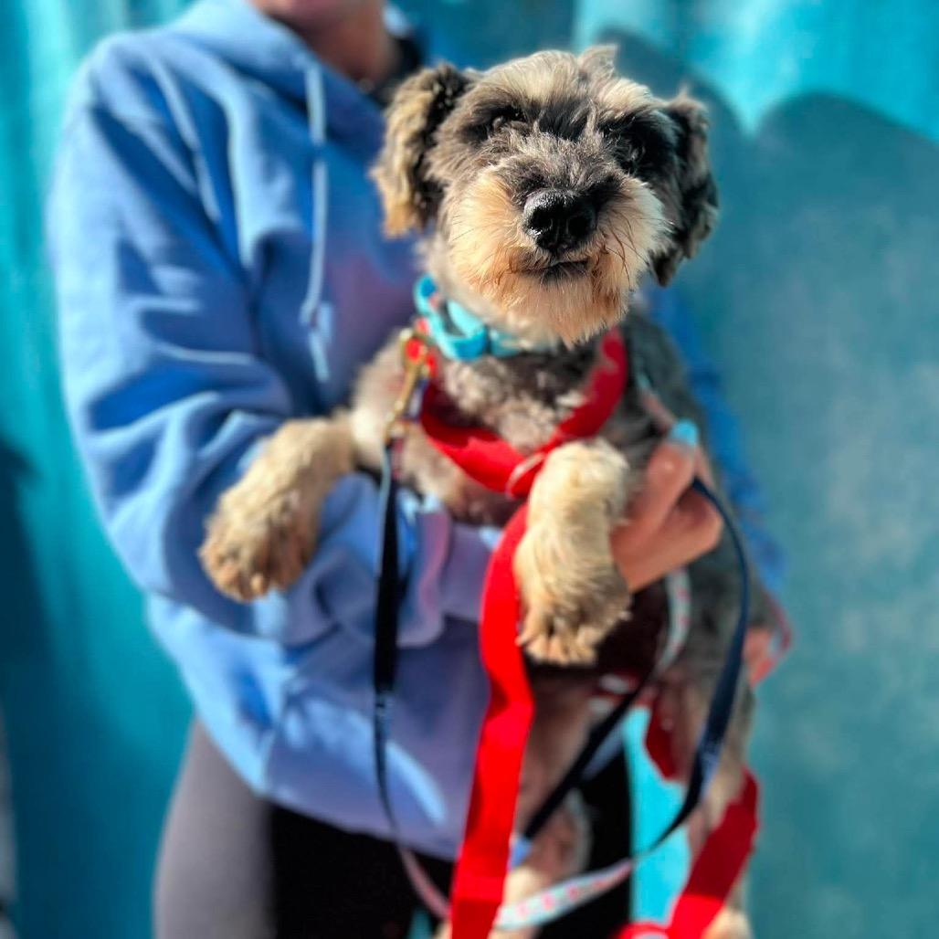 Enlarge Jesse, a Adoptable Miniature Schnauzer in St. Charles, IL image 4/6