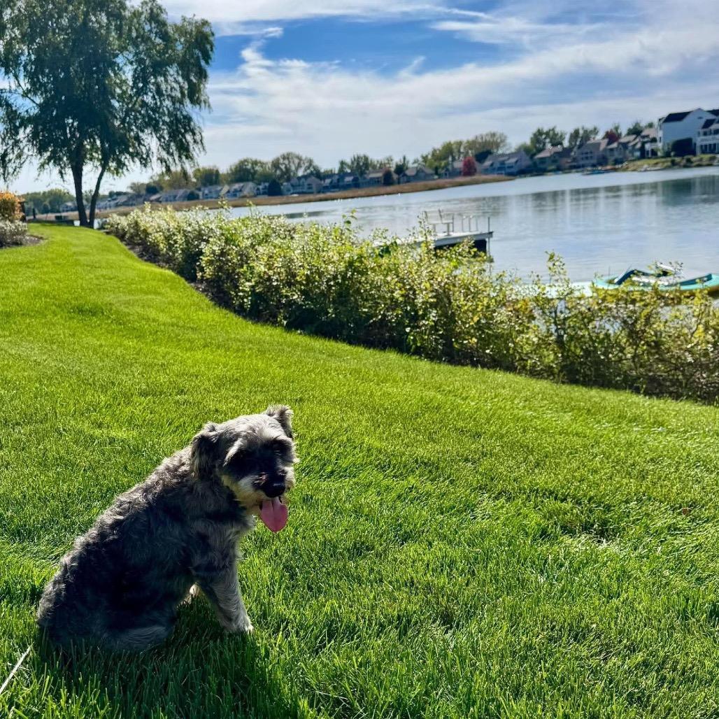Enlarge Jesse, a Adoptable Miniature Schnauzer in St. Charles, IL image 5/6