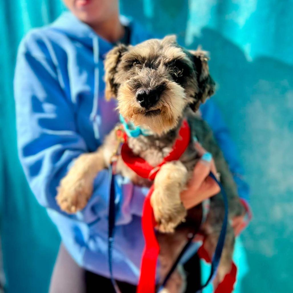 Enlarge Jesse, a Adoptable Miniature Schnauzer in St. Charles, IL image 6/6