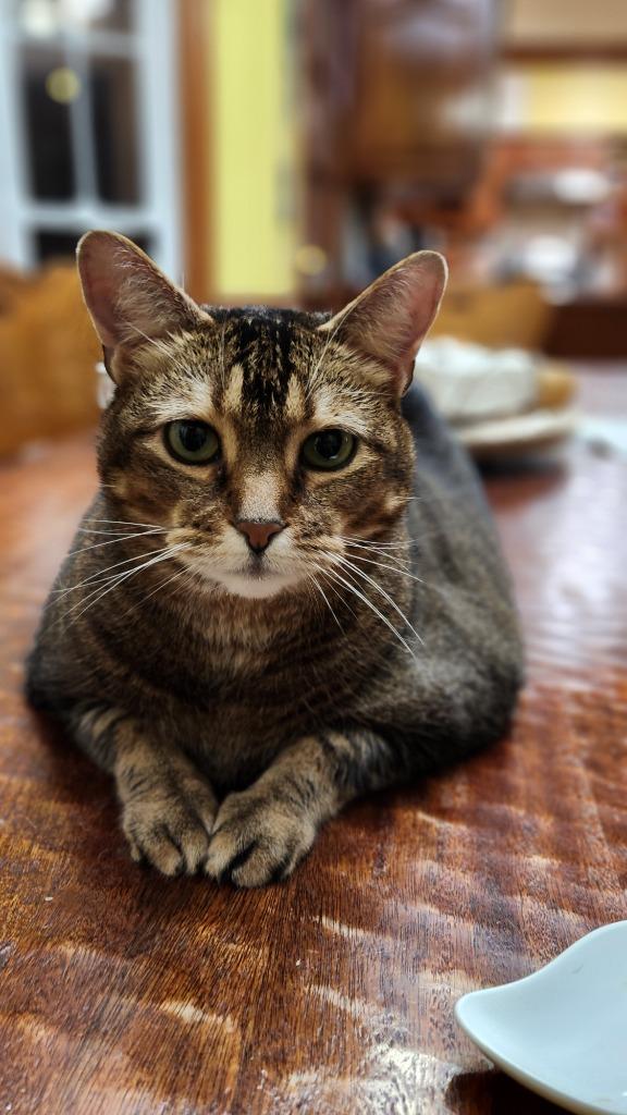 Maisy23 DeclawedF, Adoptable, Senior Female Abyssinian.
