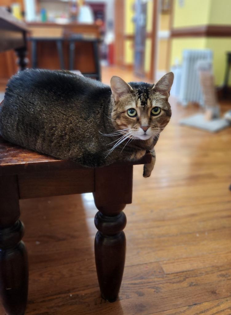 Enlarge Maisy23 DeclawedF, a Adoptable Abyssinian in Youngsville, NC image 2/4