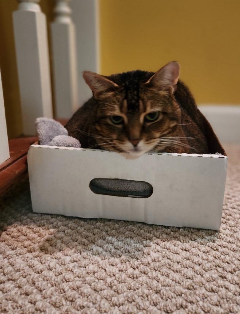 Enlarge Maisy23 DeclawedF, a Adoptable Abyssinian in Youngsville, NC image 3/4