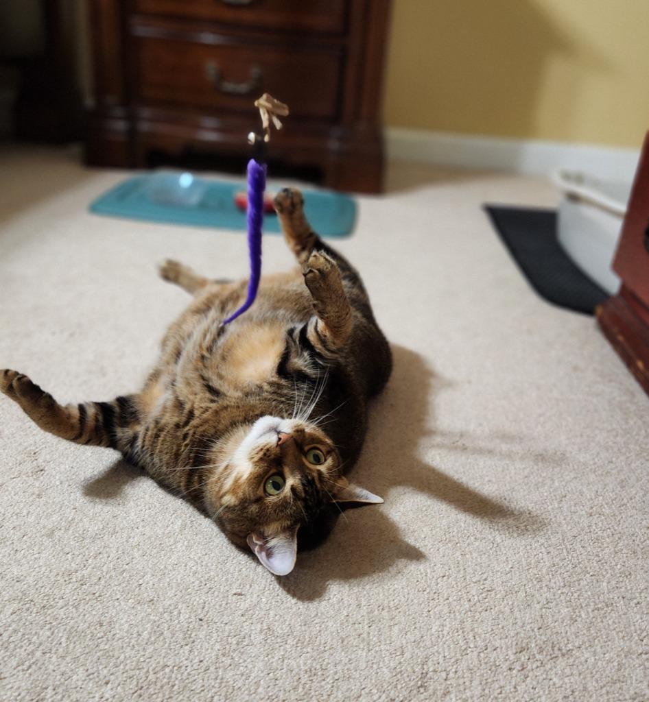 Enlarge Maisy23 DeclawedF, a Adoptable Abyssinian in Youngsville, NC image 4/4