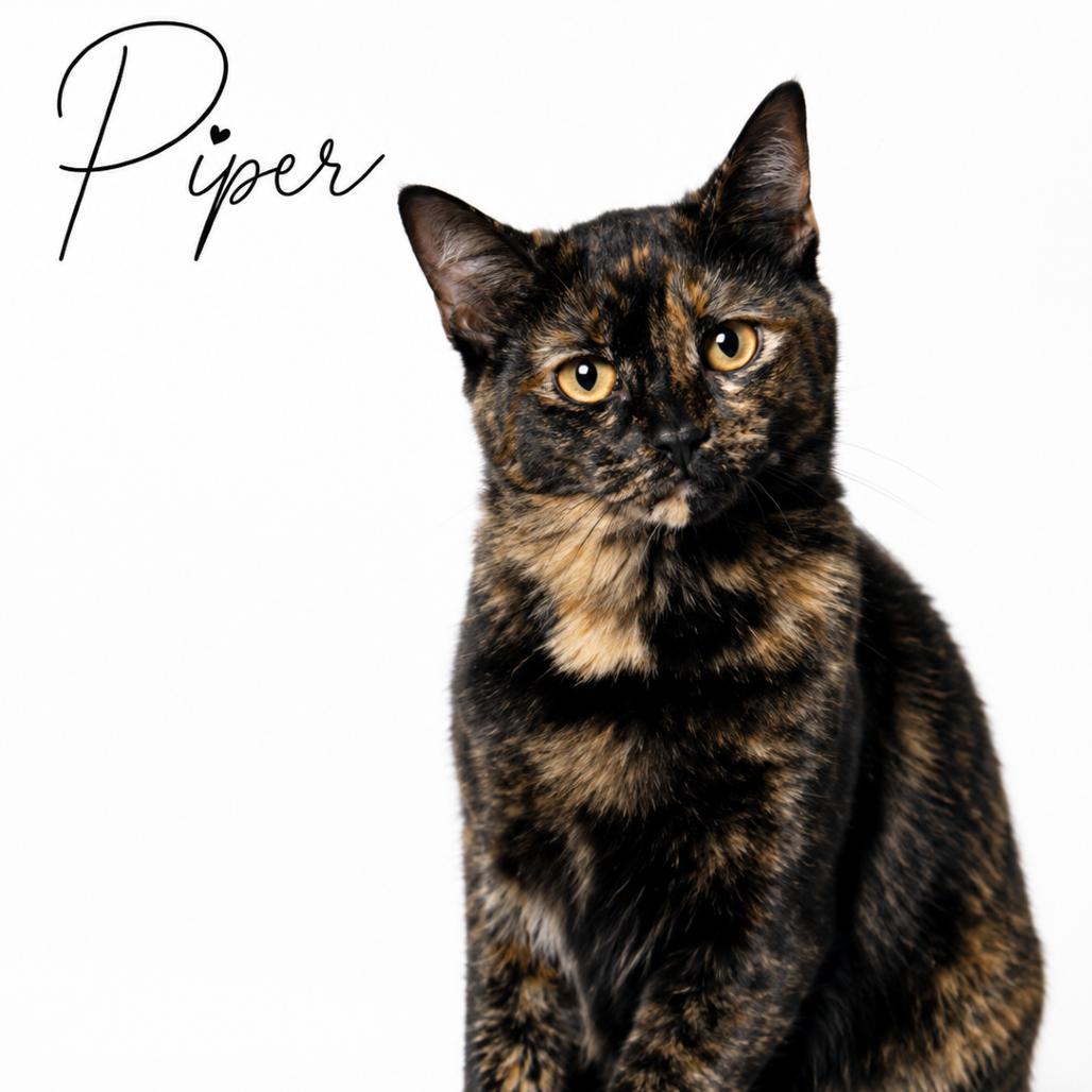 Piper C26-234, Adoptable, Young Female Domestic Short Hair.