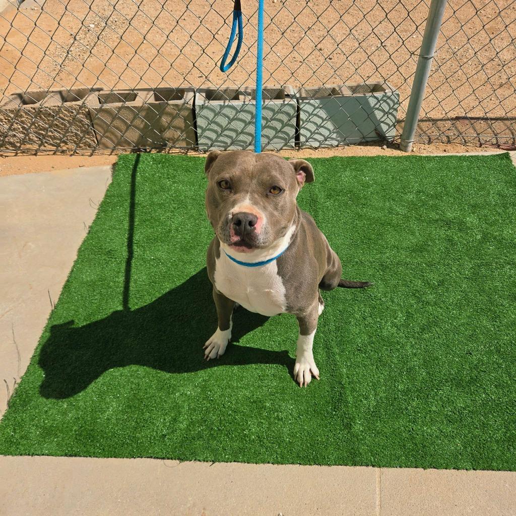 Princess, Adoptable, Young Female Pit Bull Terrier.