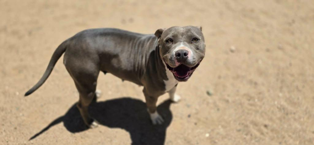 Enlarge Princess, a Adoptable mixed breed in California City, CA image 2/3