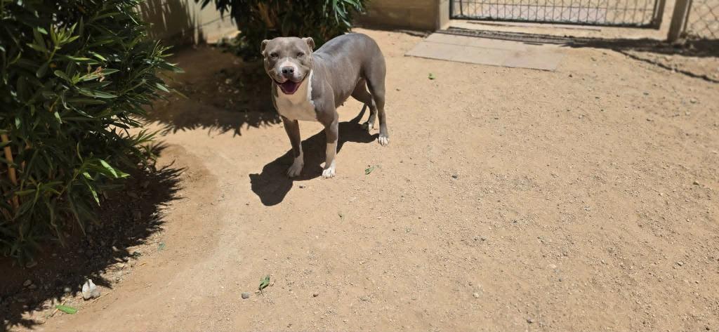 Enlarge Princess, a Adoptable mixed breed in California City, CA image 3/3
