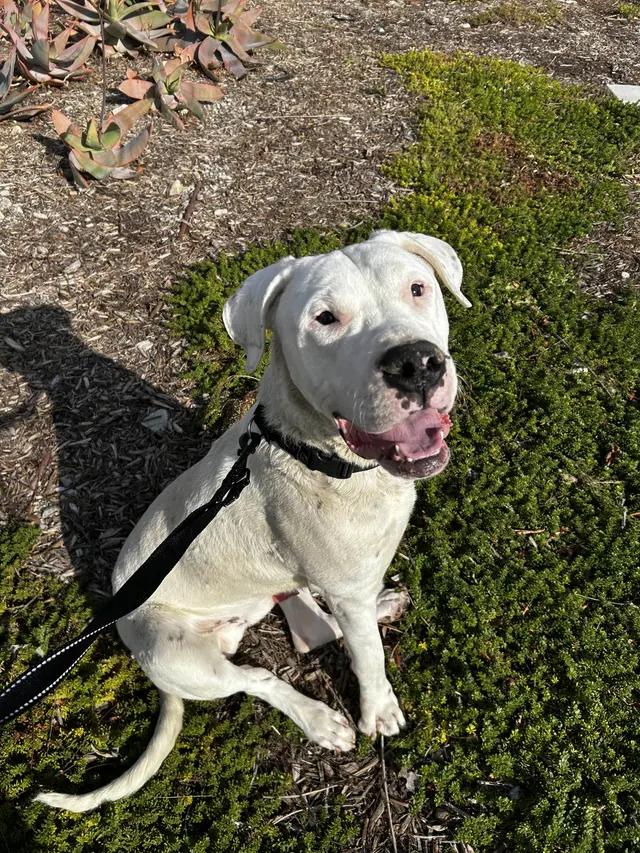 Gaucho, Adoptable, Adult Male Dogo Argentino.