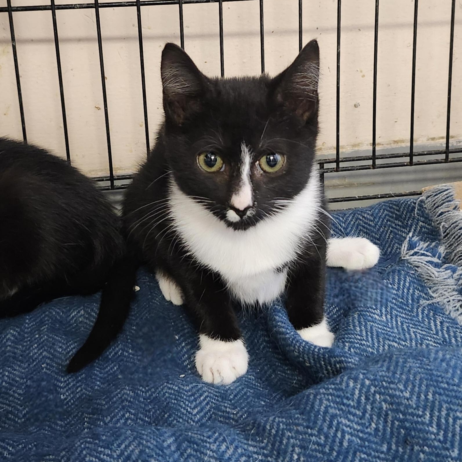 Enlarge Phoenix, a Adoptable mixed breed in East Brunswick, NJ image 3/6