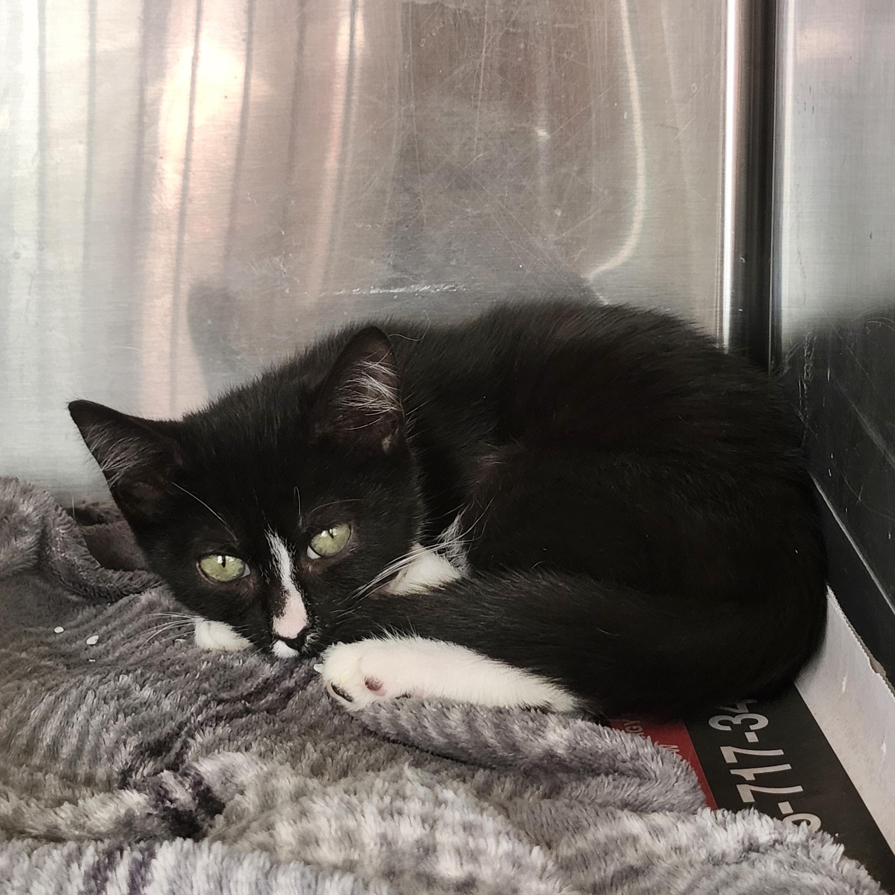 Enlarge Phoenix, a Adoptable mixed breed in East Brunswick, NJ image 6/6