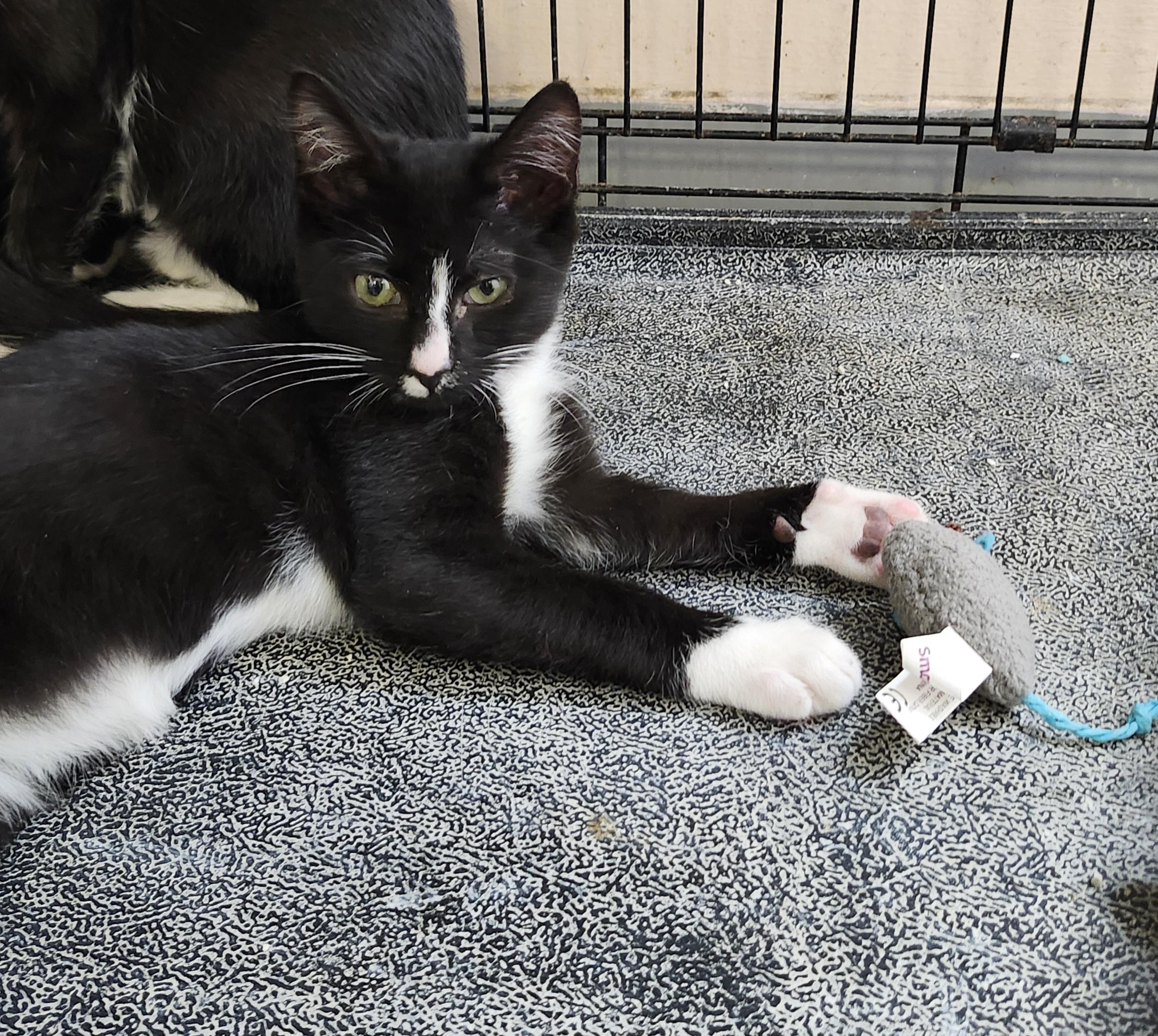 Enlarge Phoenix, a Adoptable mixed breed in East Brunswick, NJ image 2/6