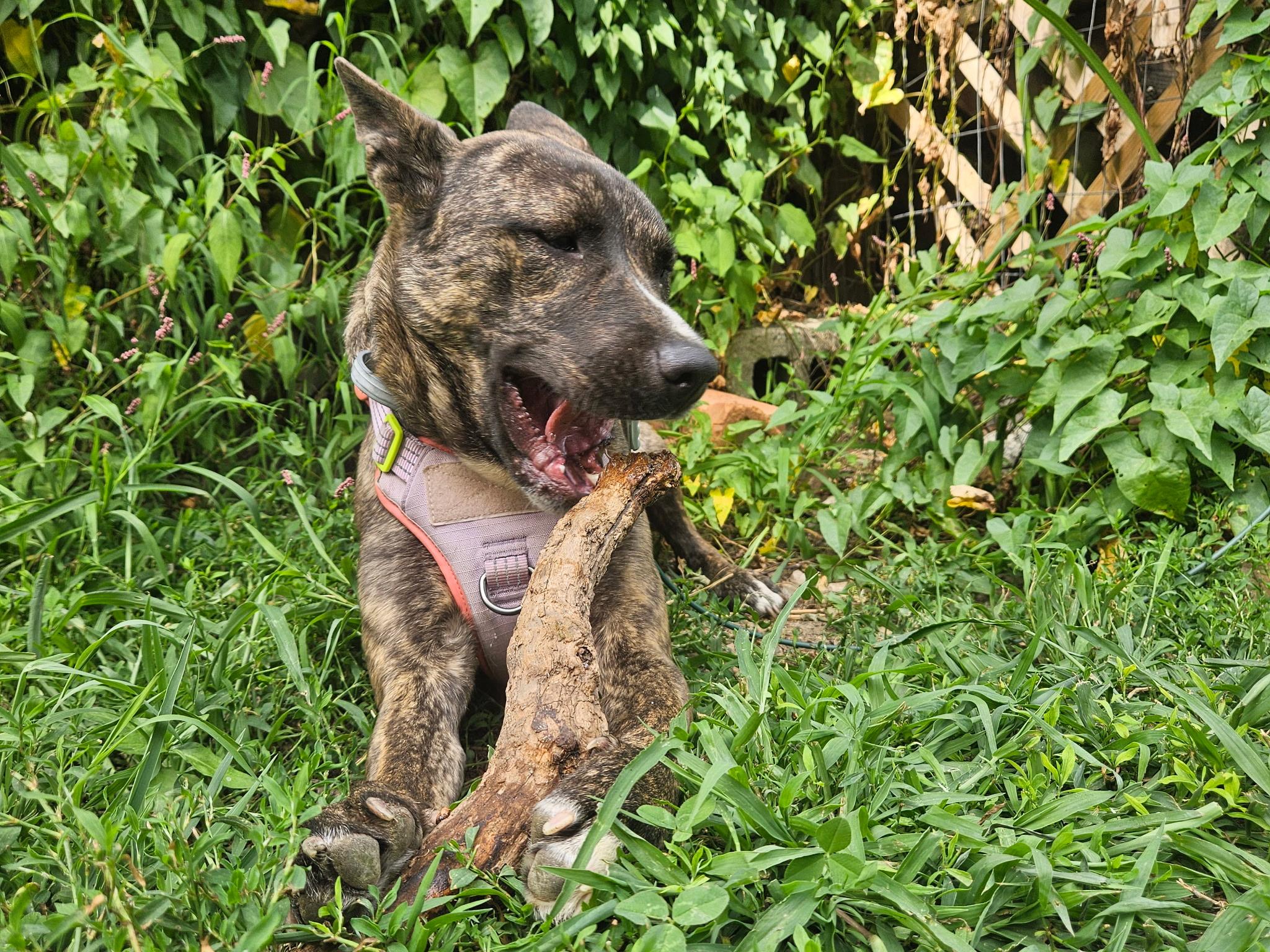 Lacy-VT, a Adoptable mixed breed in Brattleboro, VT image 4/5