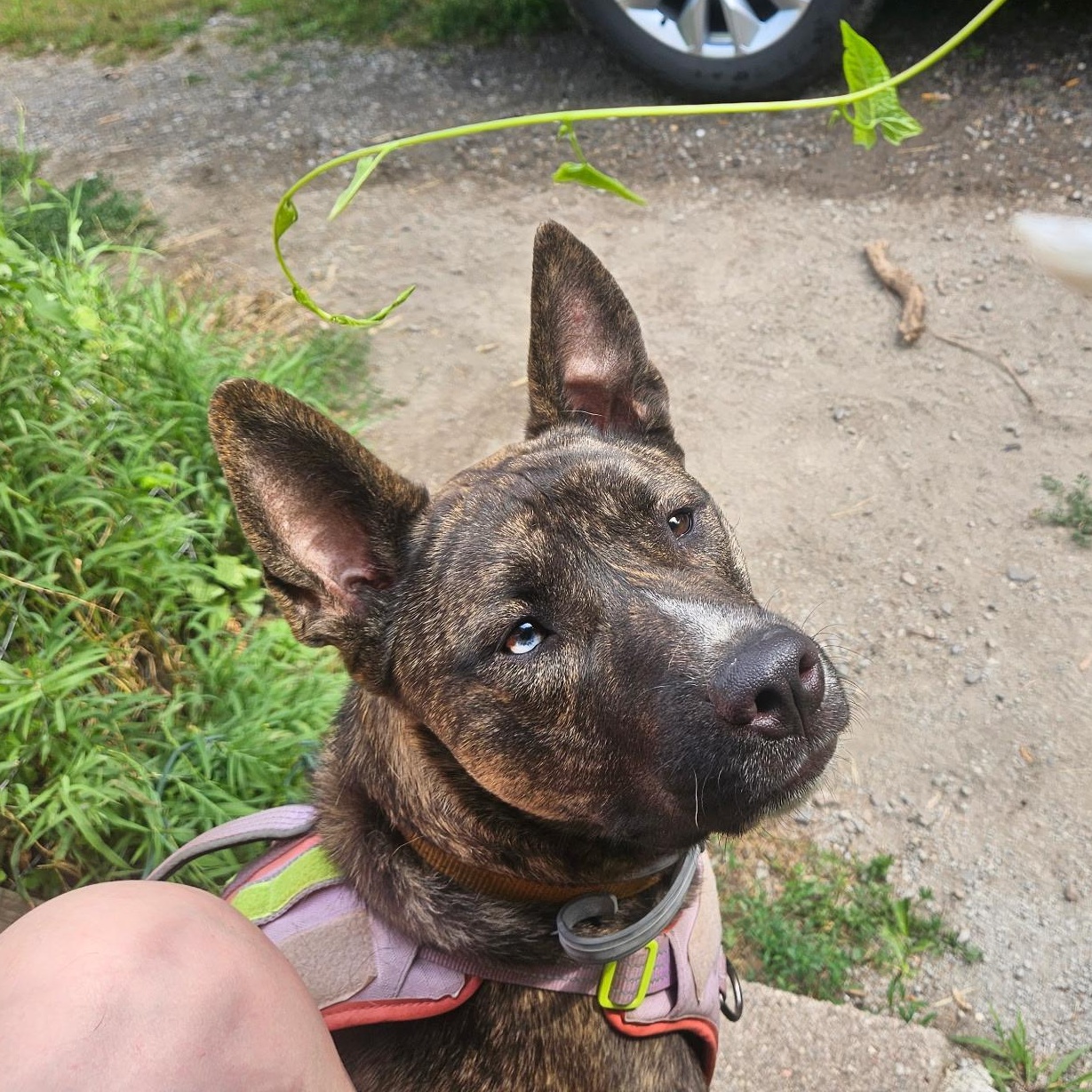 Lacy-VT, a Adoptable mixed breed in Brattleboro, VT image 5/5