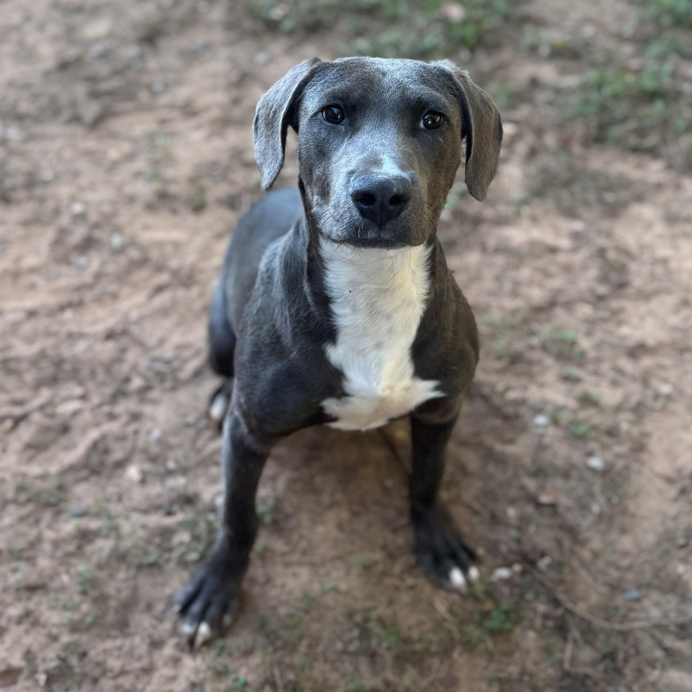 Chipmunk, Adoptable, Young Male Labrador Retriever.