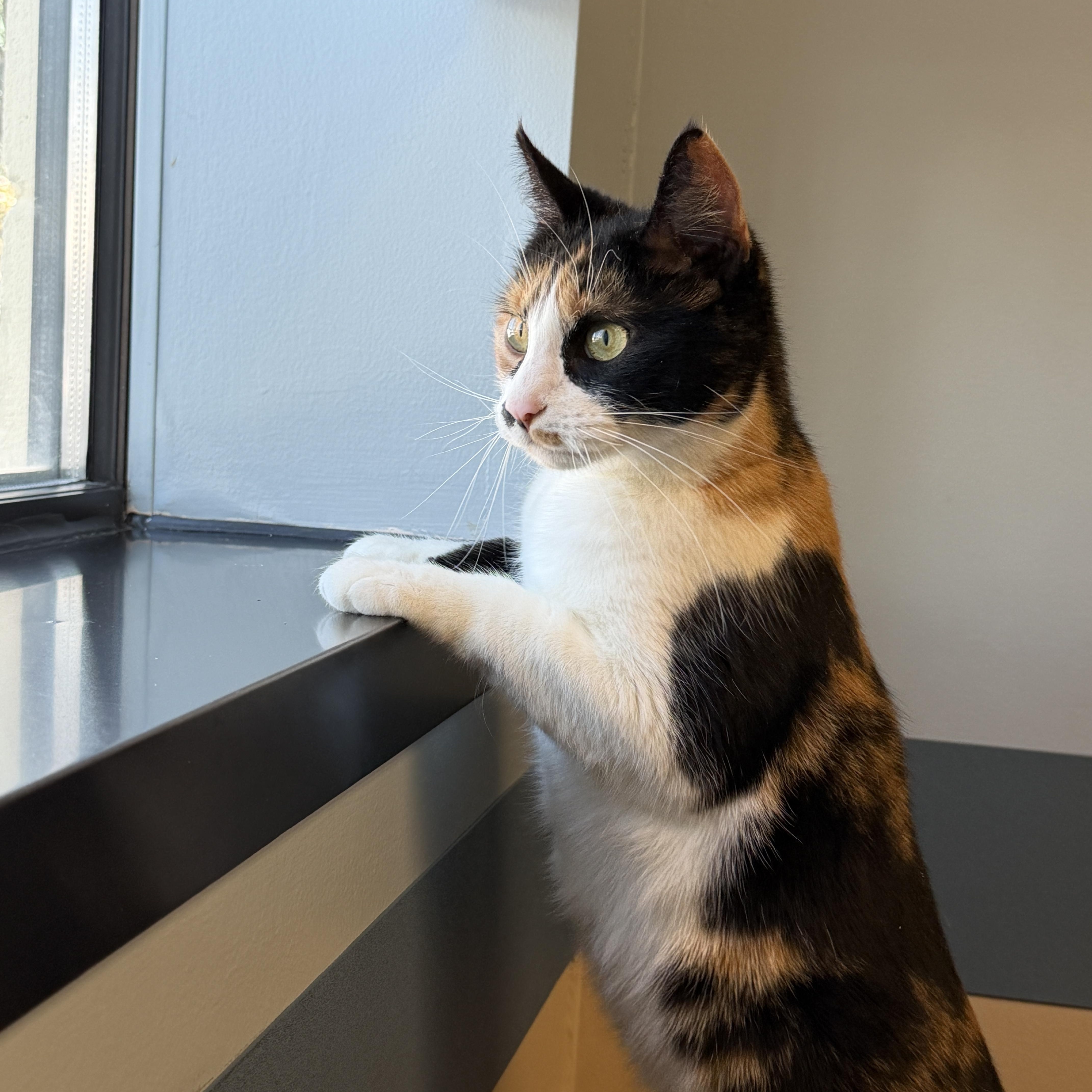 Sunshine ( Sunny)☀️, ADOPTABLE, Young Female American Shorthair.