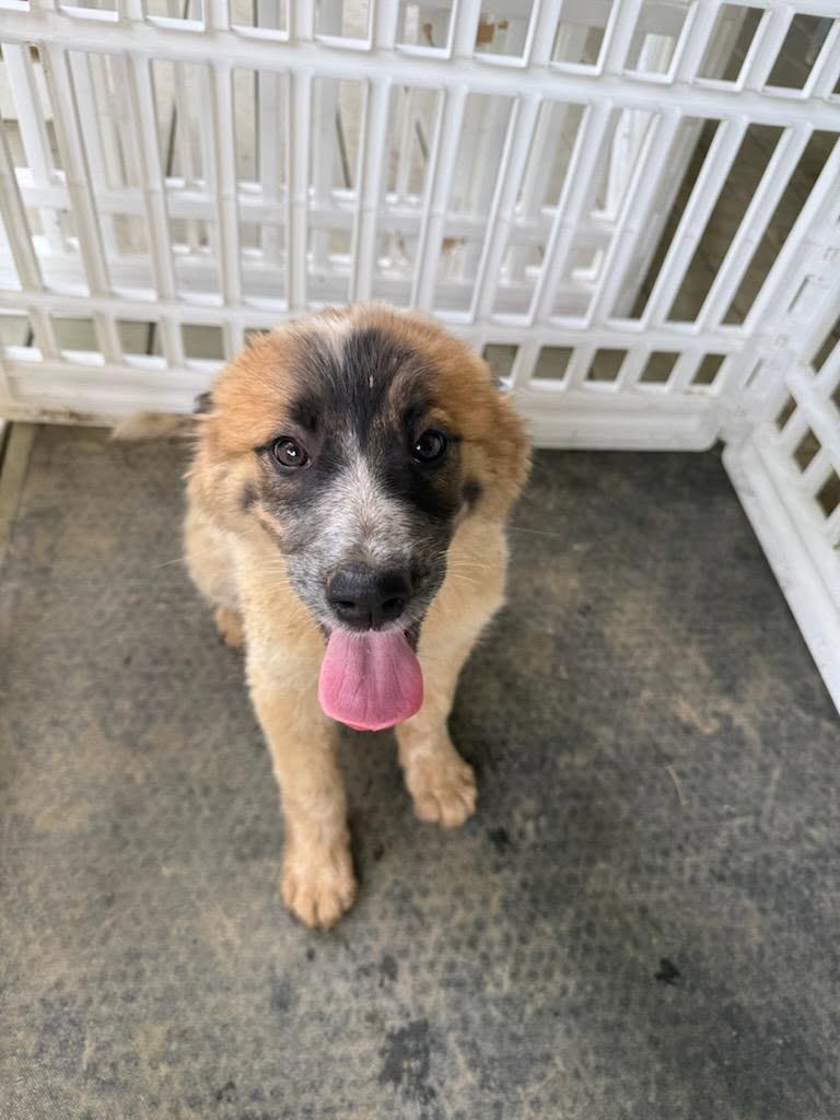 Enlarge Coffee, a Adoptable mixed breed in Fayetteville, TN image 1/1
