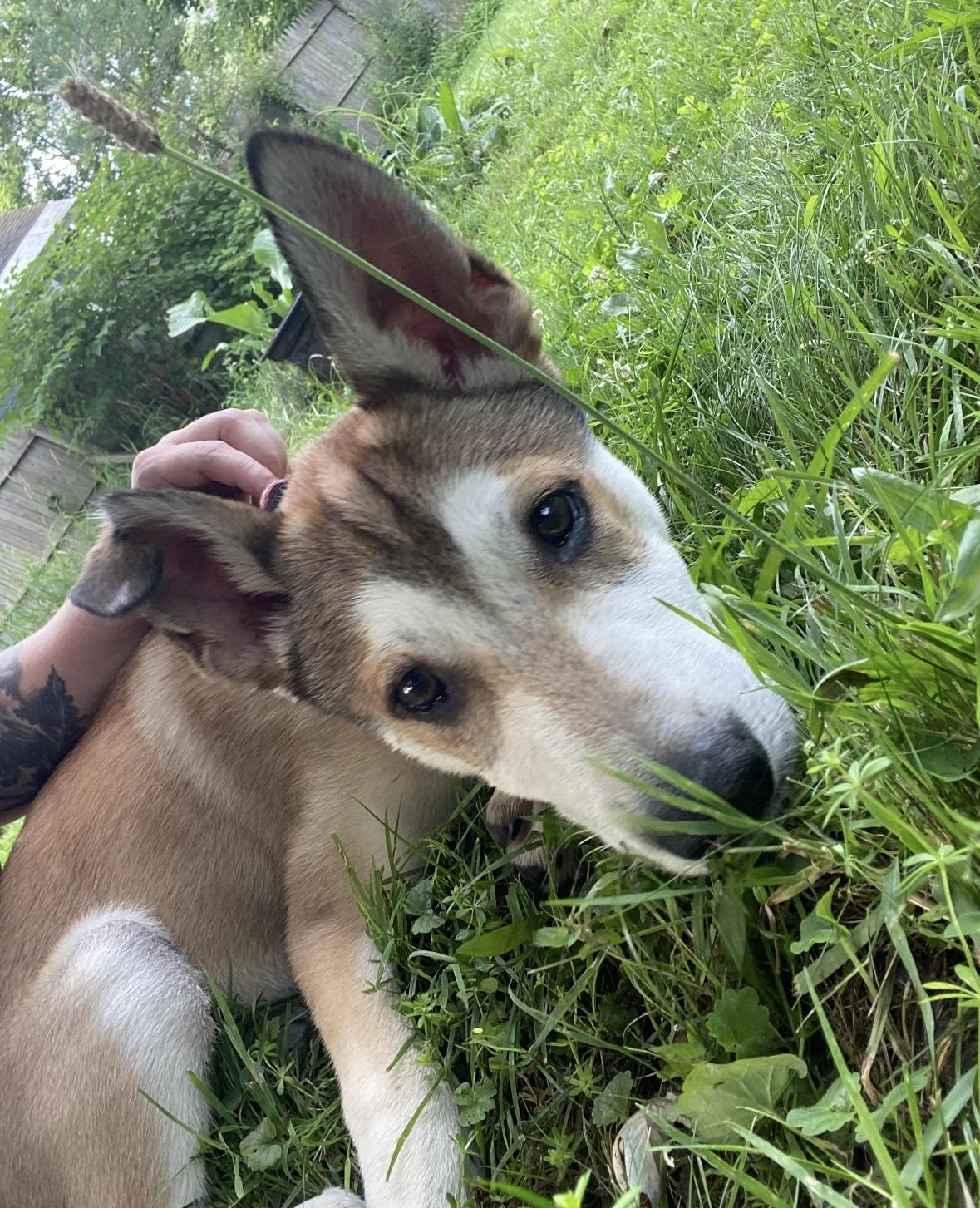ODIE, Adopted, Young Male Husky & German Shepherd Dog.