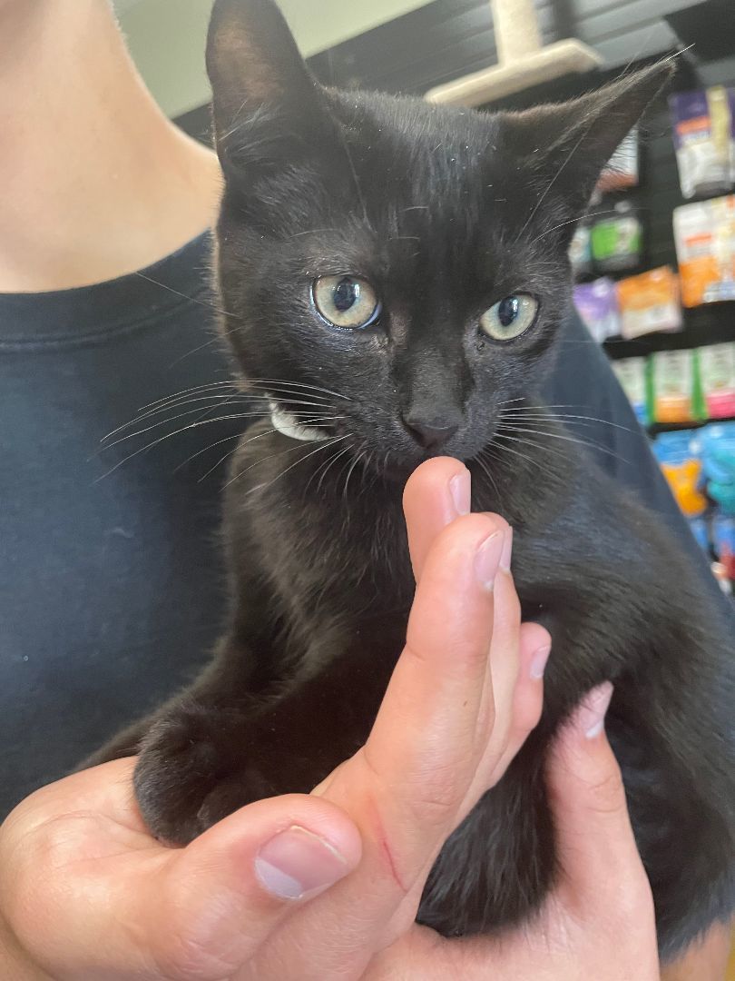 Rory, Adopted, Kitten Male Domestic Short Hair.