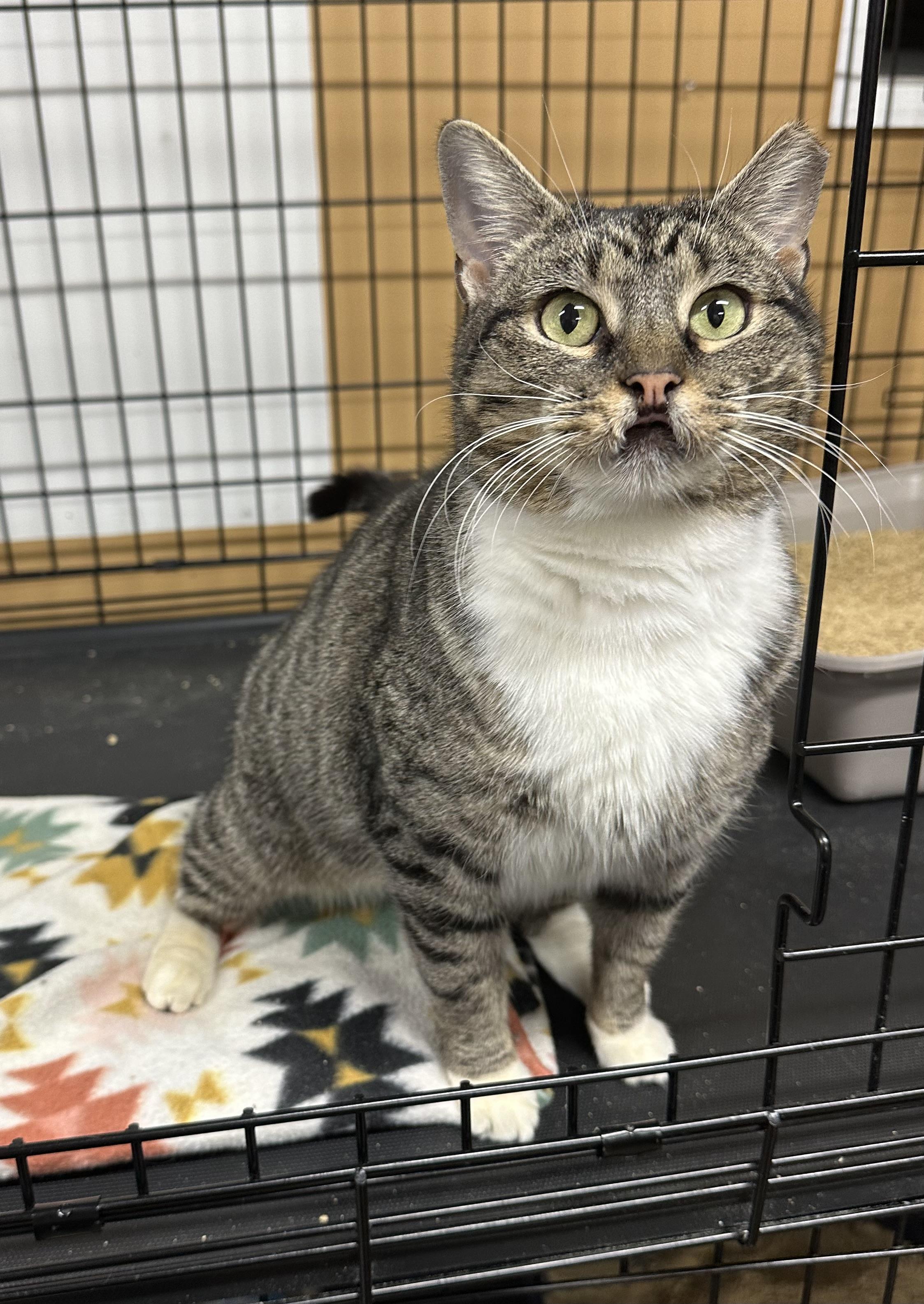 Enlarge Tippy, a ADOPTABLE Tabby in Pleasantville, NJ image 2/2