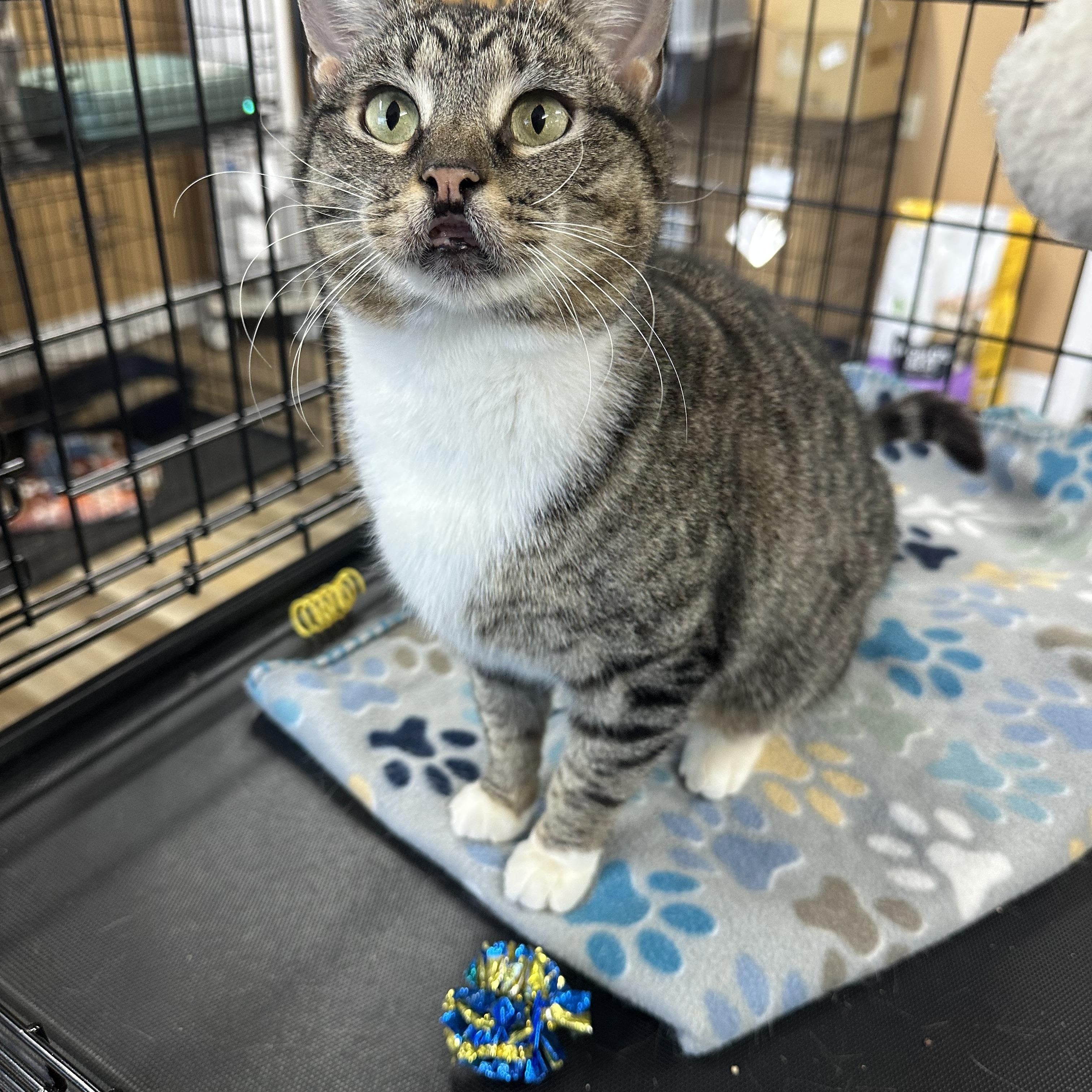 Tippy, adoptable, Young Female Tabby.