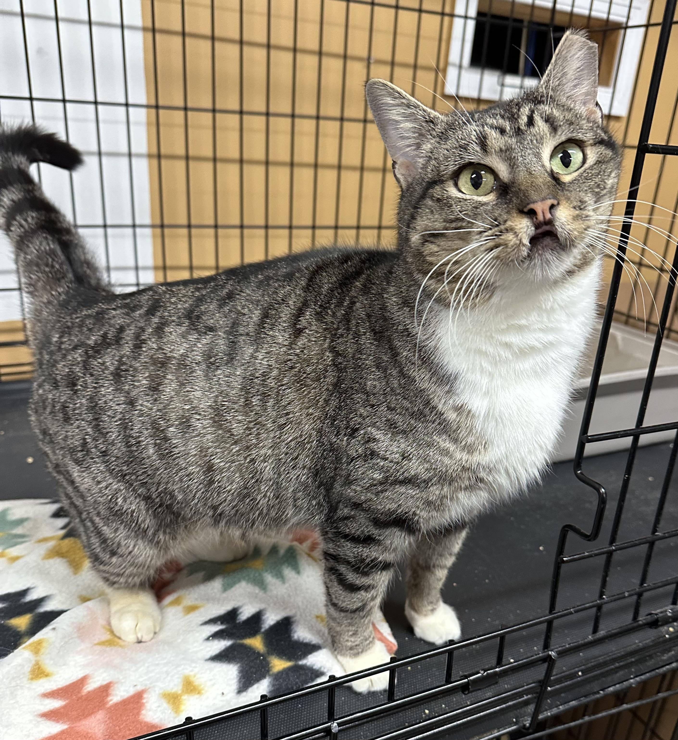 Tippy, ADOPTABLE, Young Female Tabby.