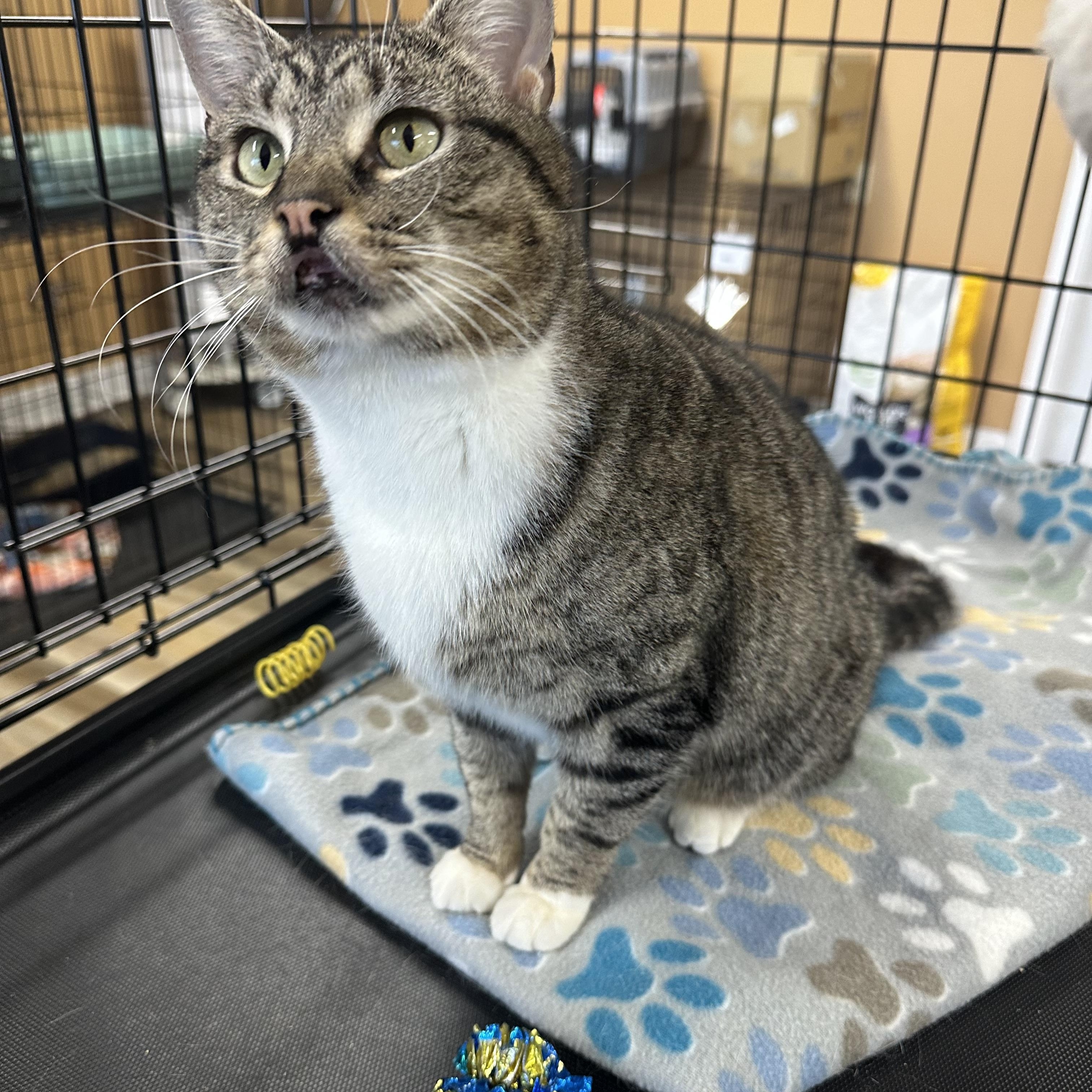 Enlarge Tippy, an adoptable Tabby in Pleasantville, NJ image 4/5