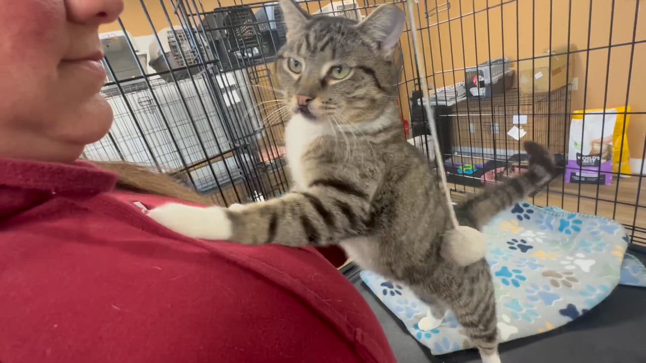 Enlarge Tippy, an adoptable Tabby in Pleasantville, NJ video 5/5