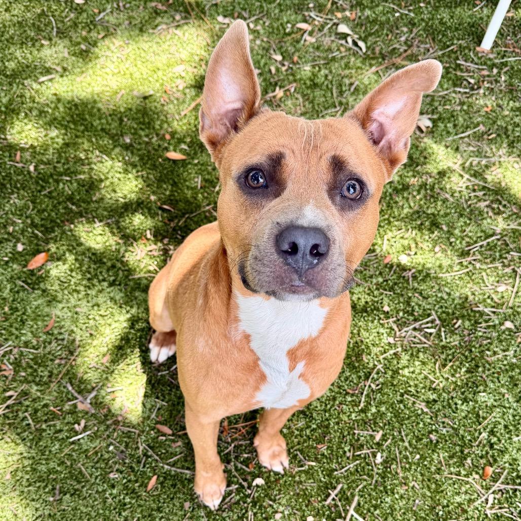 Enlarge Turbo, a Adoptable Mixed Breed in Milton, FL image 1/1