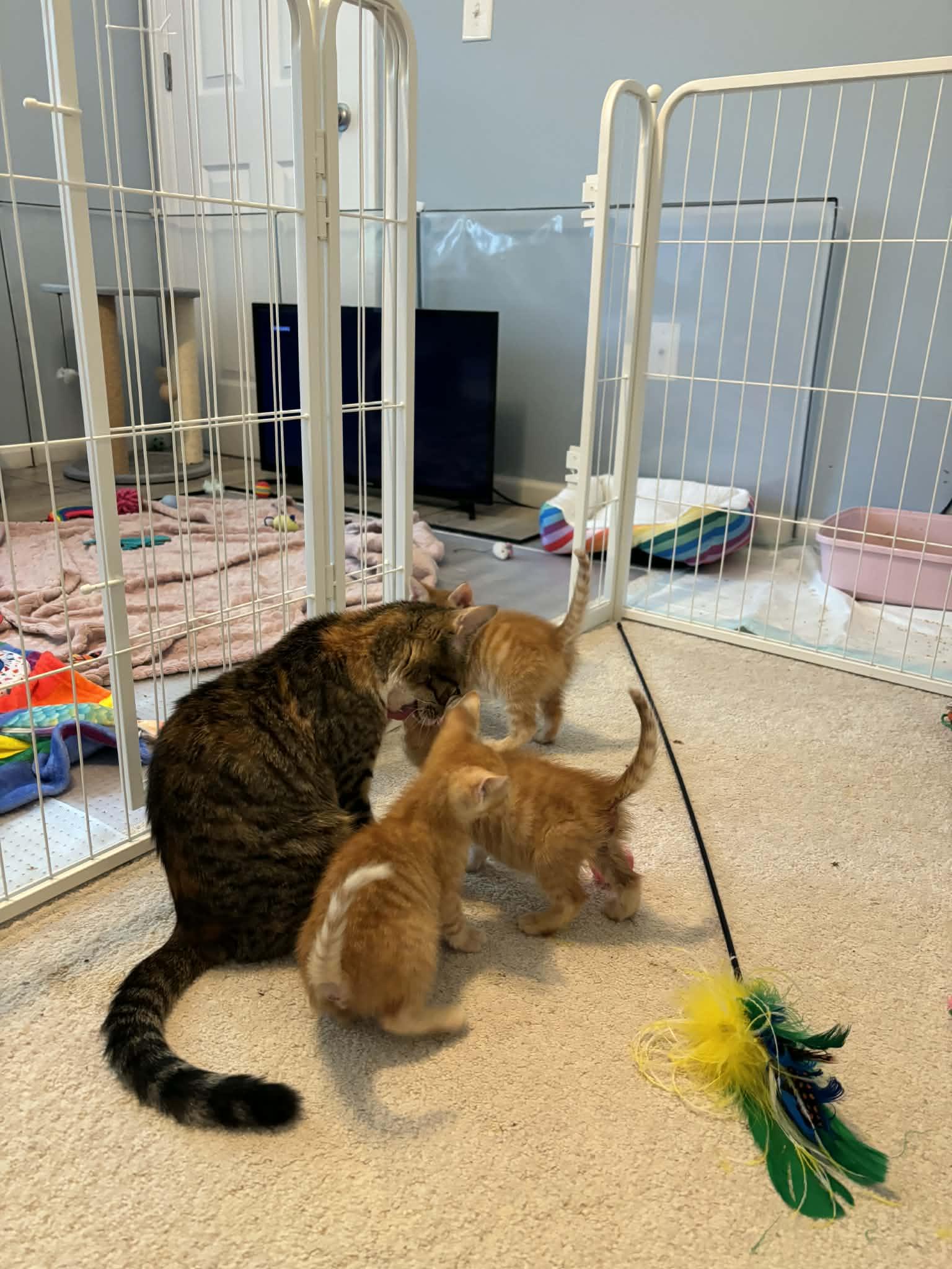 Enlarge Lucy, a ADOPTABLE Calico in Lawrenceville, GA image 2/2