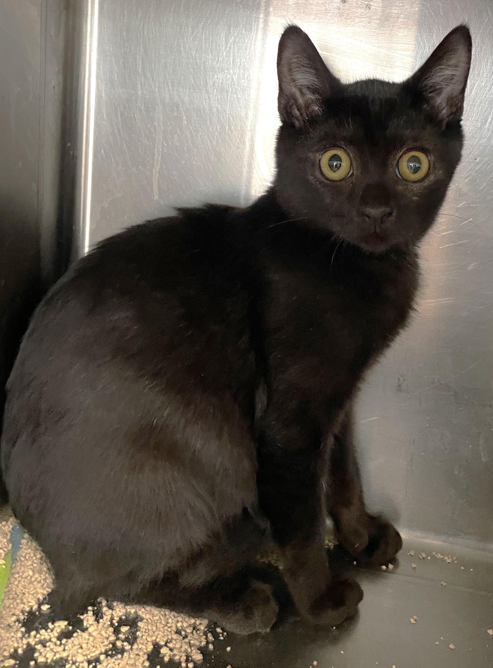 Roy, Adoptable, Kitten Male Domestic Short Hair.