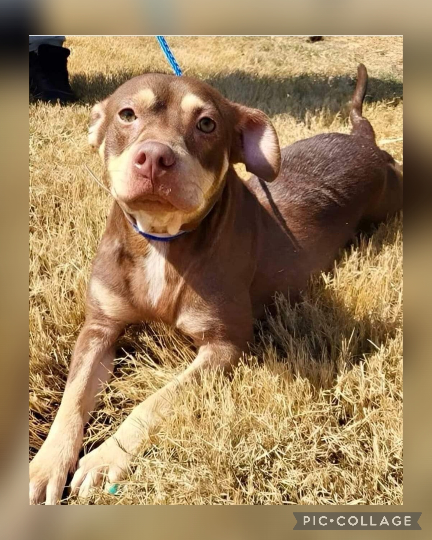 Mighty, Adopted, Young Male Mixed Breed & American Staffordshire Terrier.