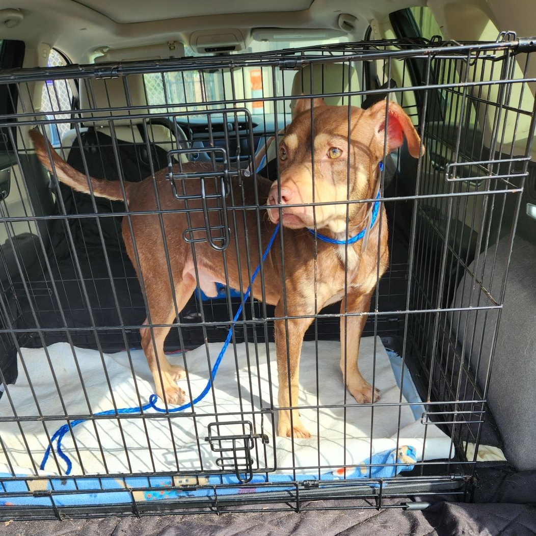 Enlarge Mighty, a Adopted mixed breed in Whitestone, NY image 3/4