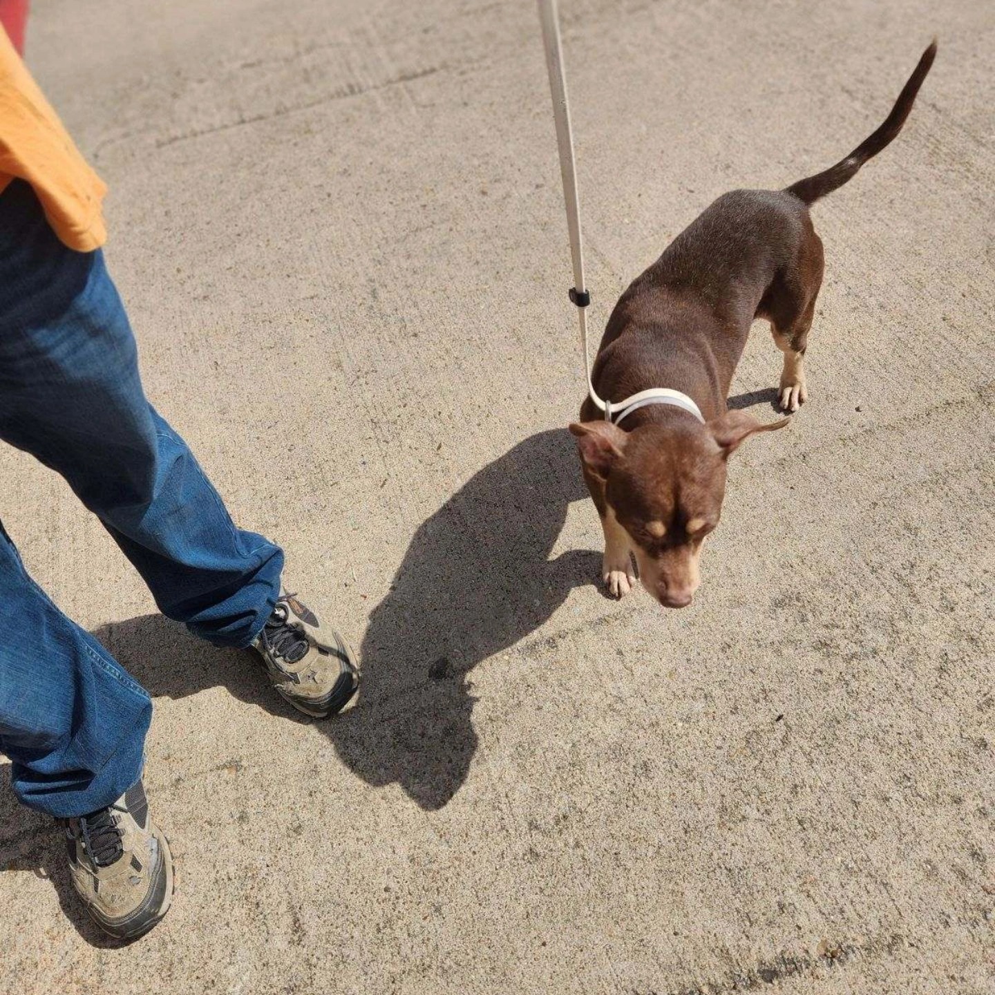 Enlarge Mighty, a Adopted mixed breed in Whitestone, NY image 4/4